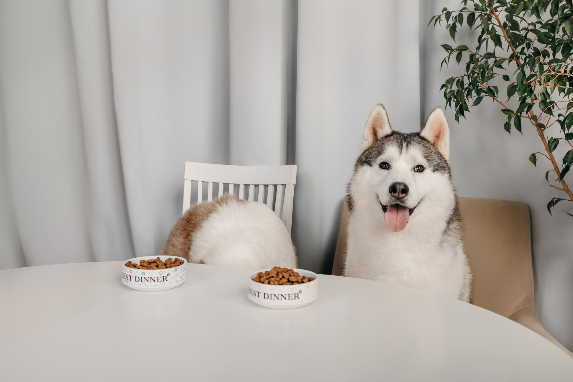 Корма Best Dinner. Фотограф-анималист Елена Радченко, Москва