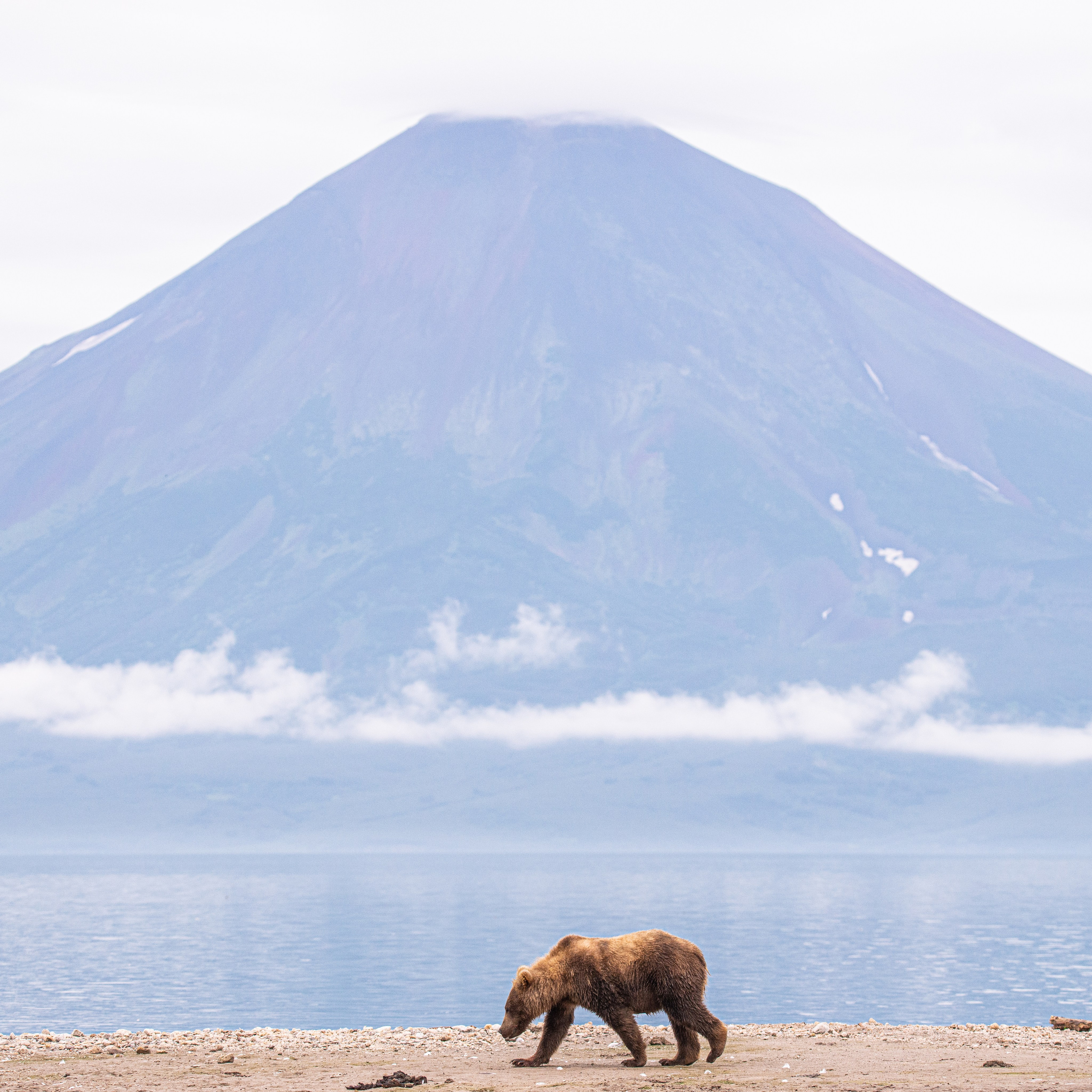 Камчатка — земля медведей. Игорь Иванко — Репортажный и событийный фотограф. Москва