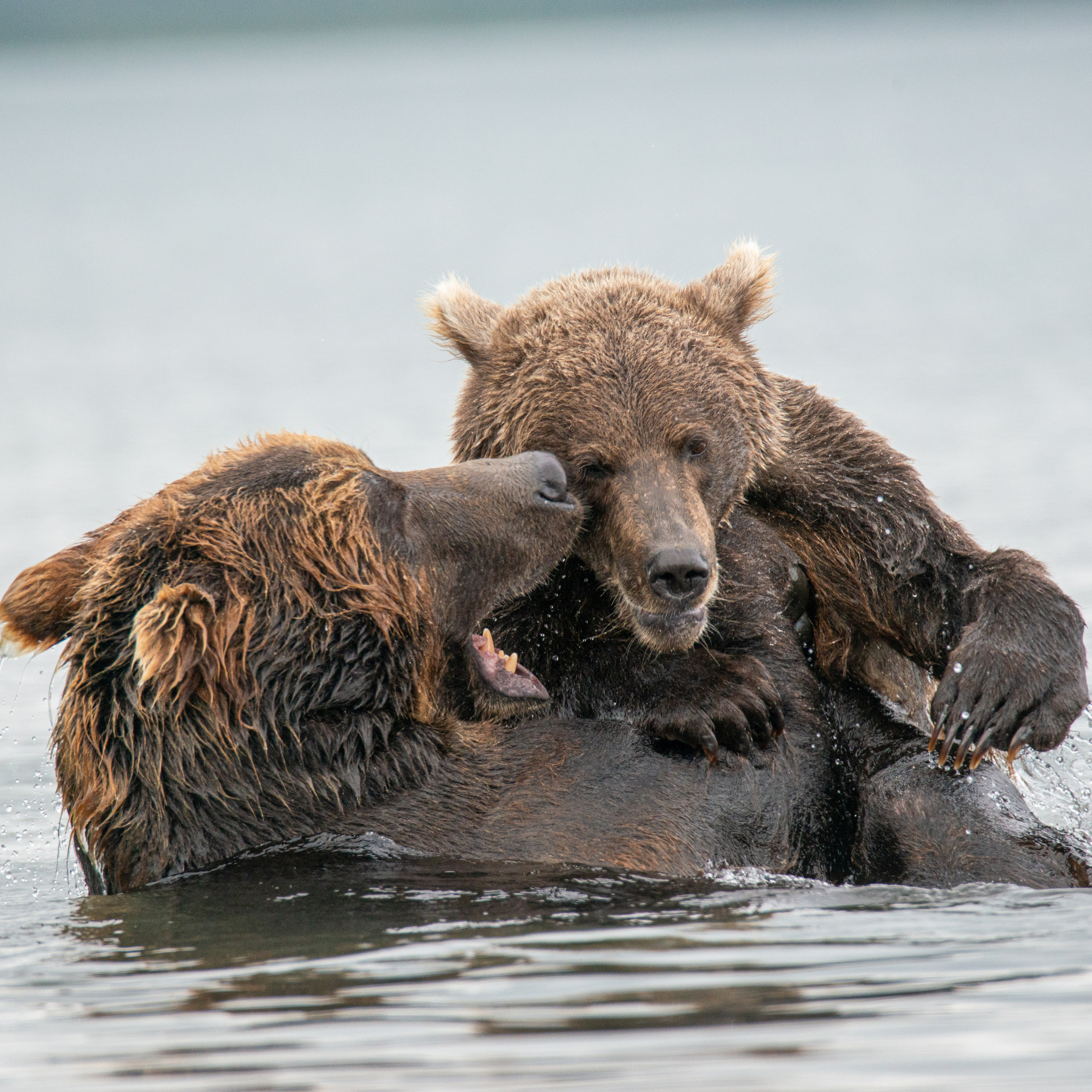 Камчатка — земля медведей. Игорь Иванко — Репортажный и событийный фотограф. Москва