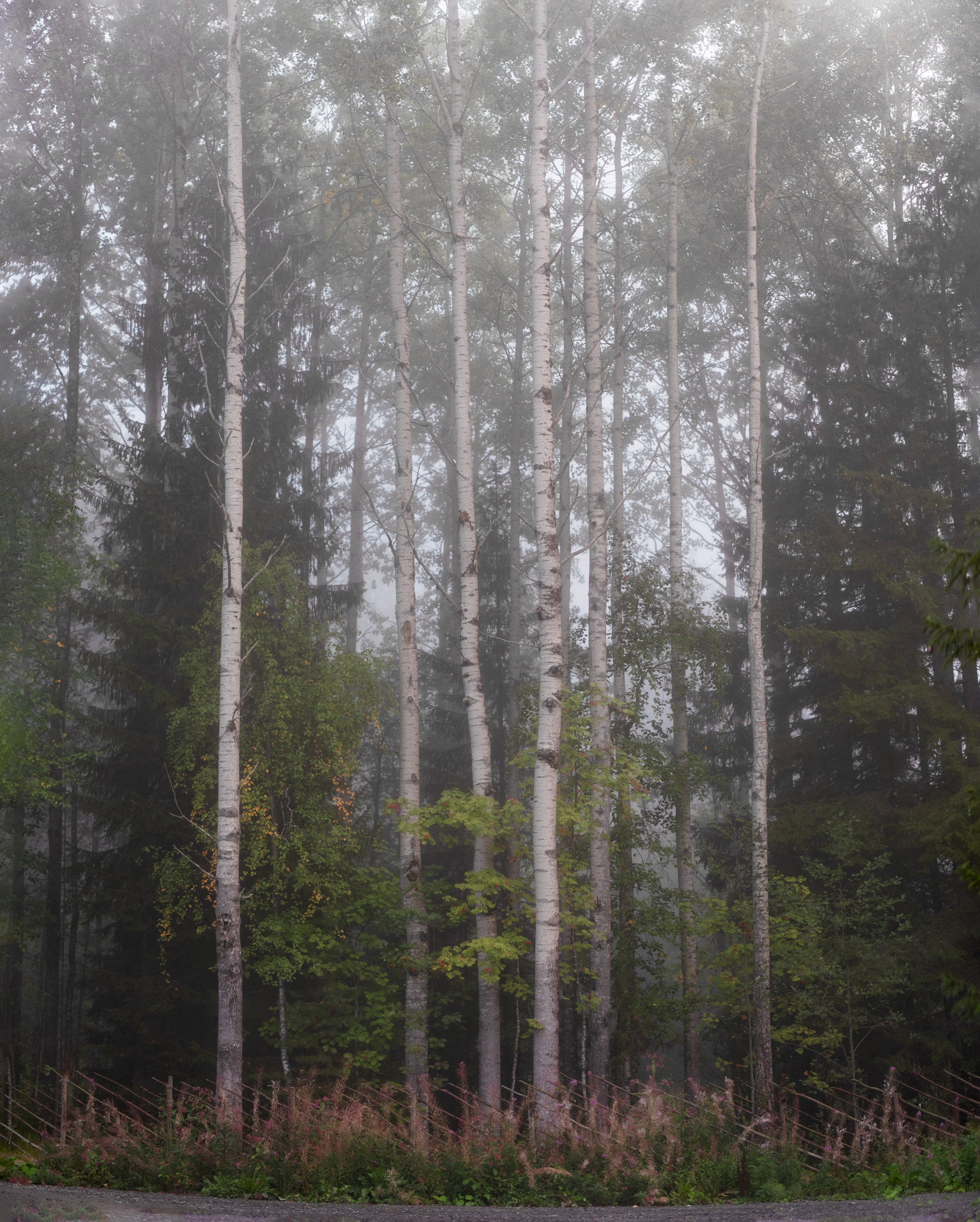 Осень на 85DFA*. Портретный фотограф Денис Милютин