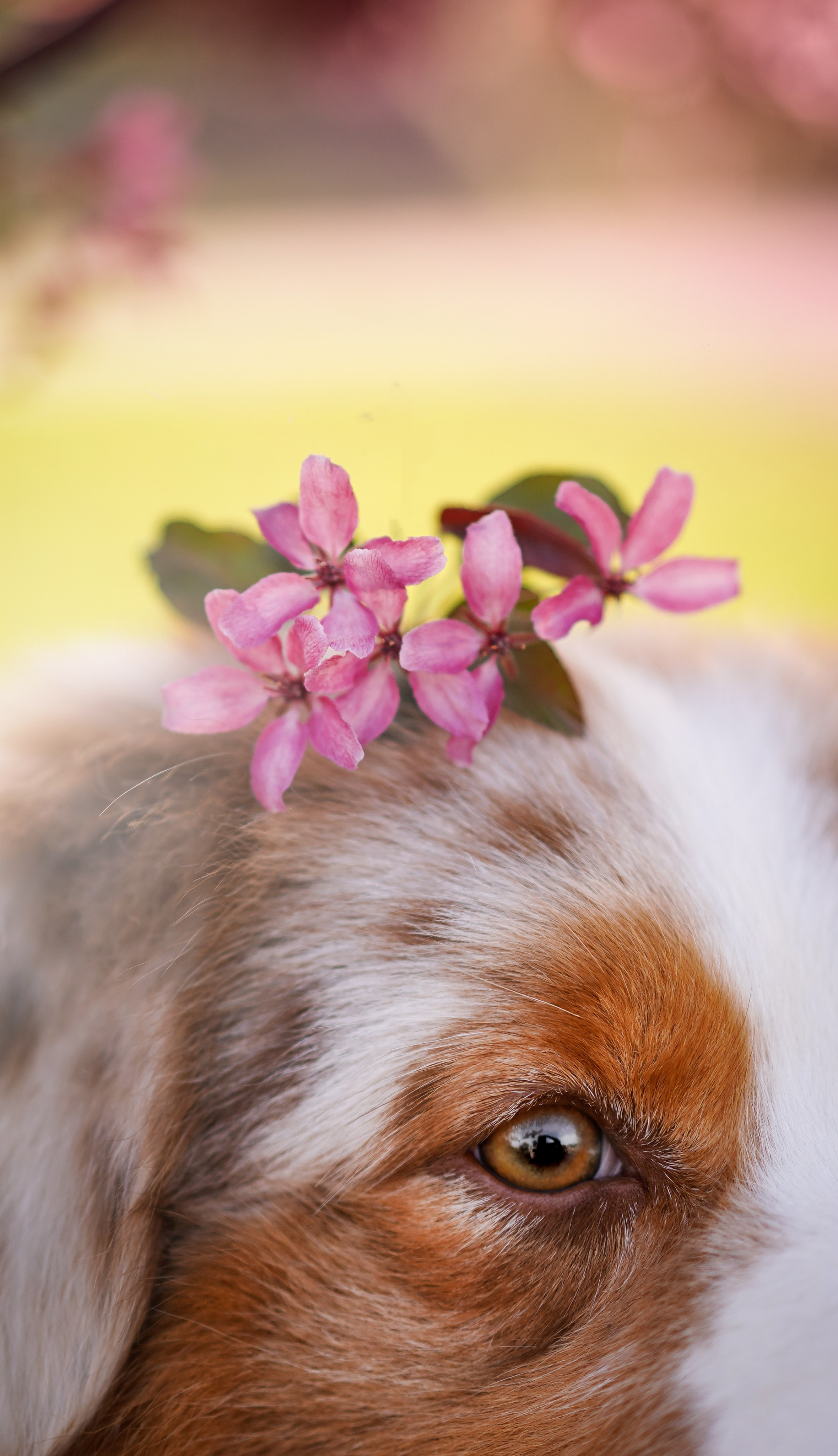 Аусси в Яблоневом саду. Фотограф-анималист в Санкт-Петербурге Яна Мартынова