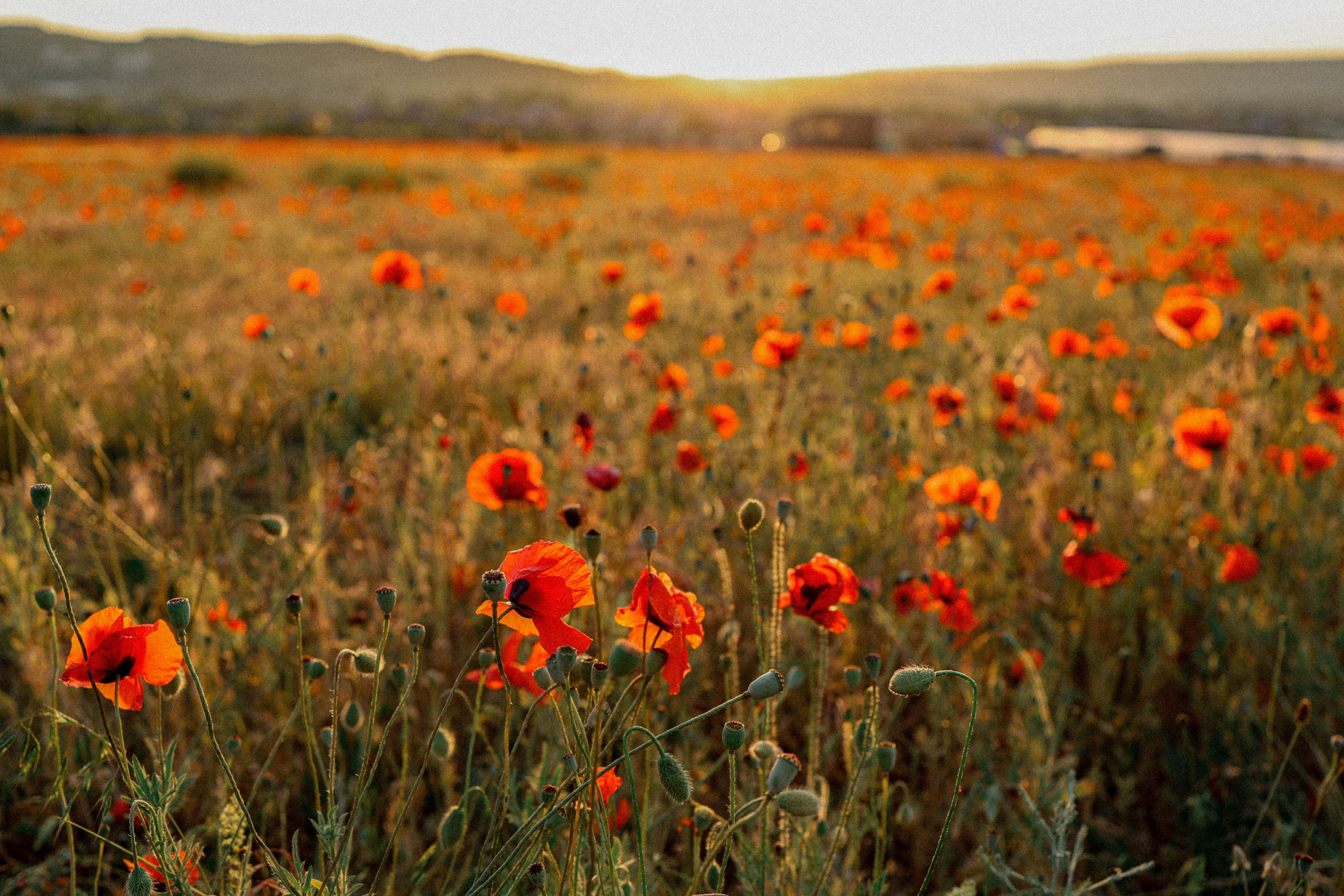Маковая история. Фотограф Немазенко Ольга
