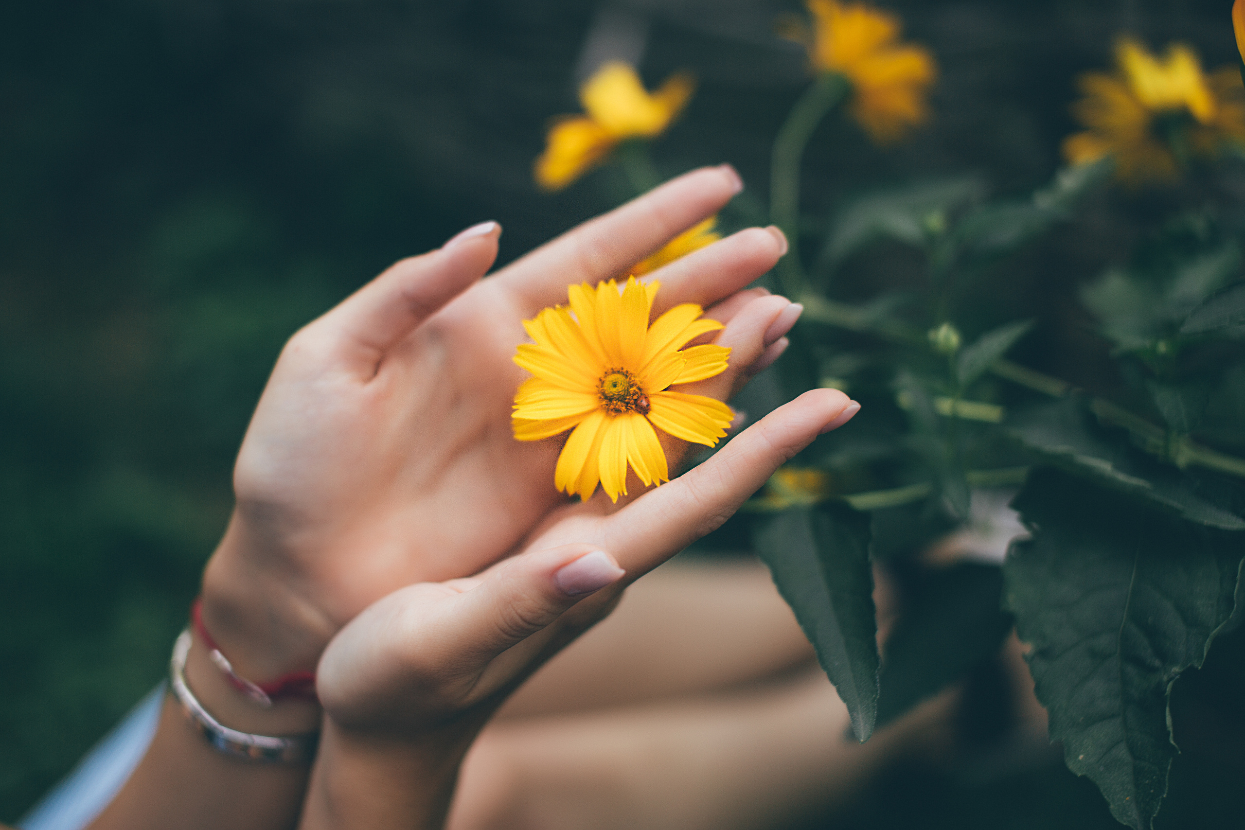 Чистяковская роща. Свадебный и семейный фотограф/видеограф в Краснодаре Наталья Осинская