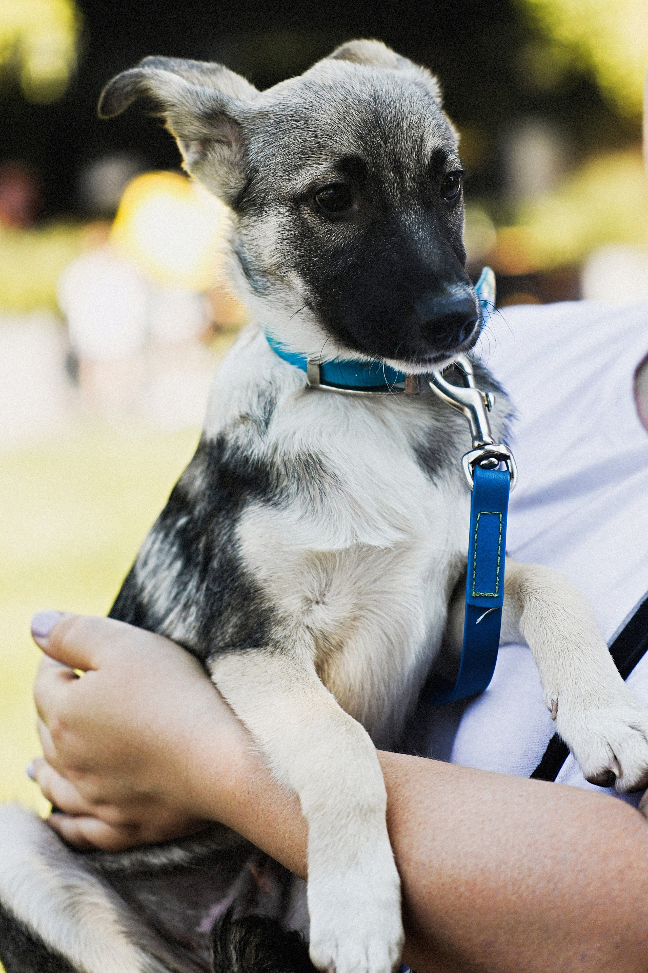 Дог пати. Коцаба Виктория фотограф в Москве