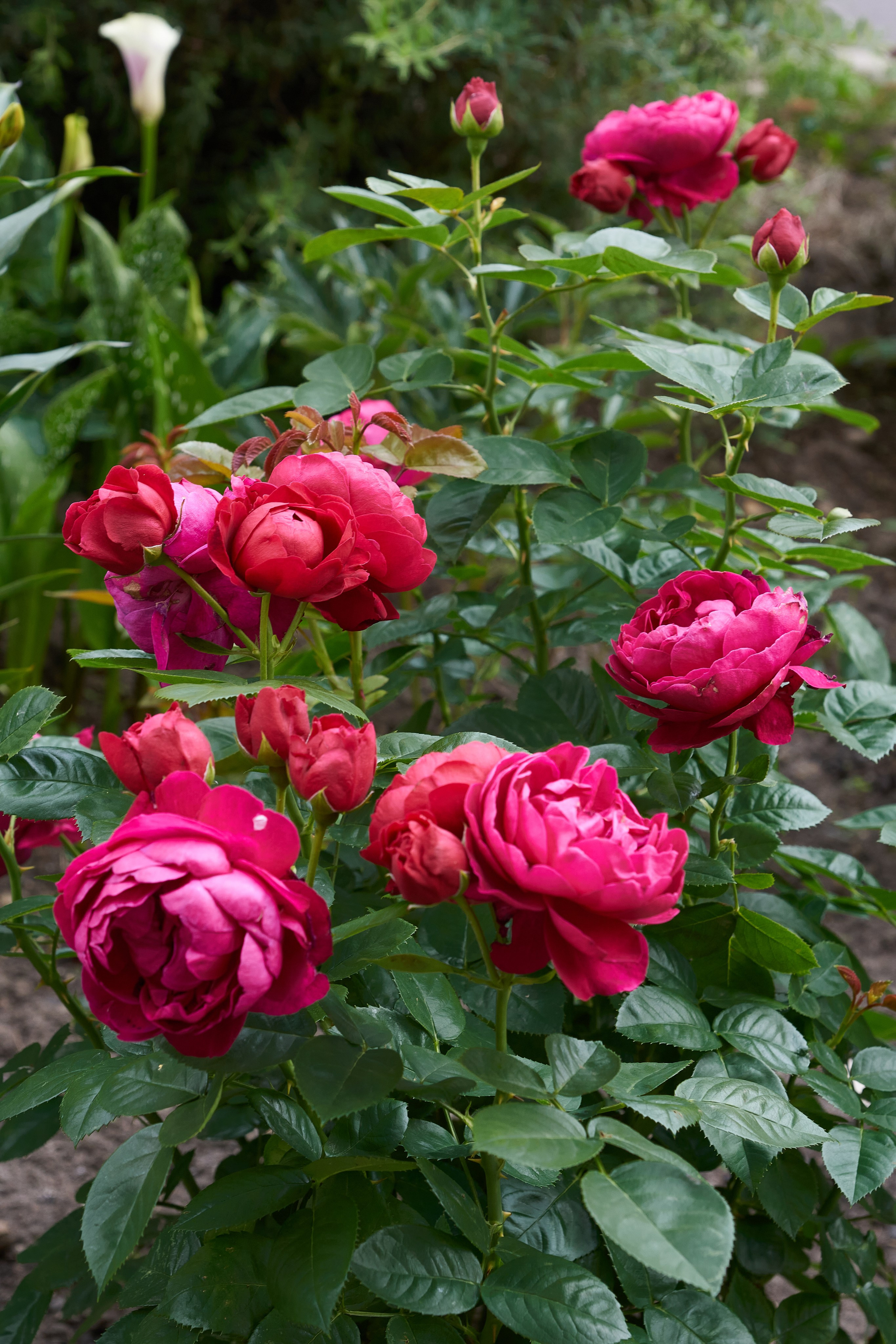 Наша мать — природа. Фотограф Владимир Артамонов