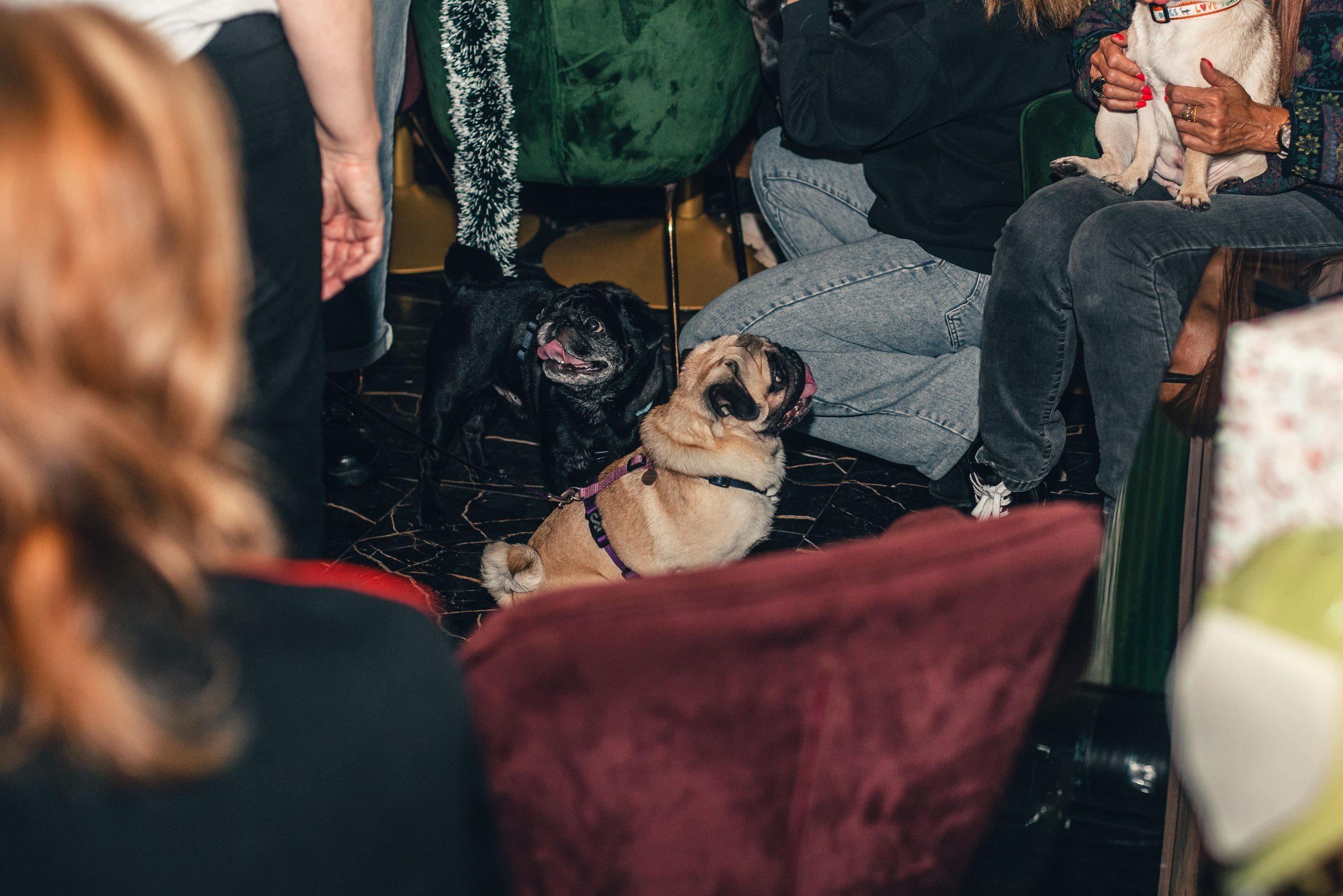 Мопсовстреча 02.12.2023. Фотограф-анималист Татьяна Степанова