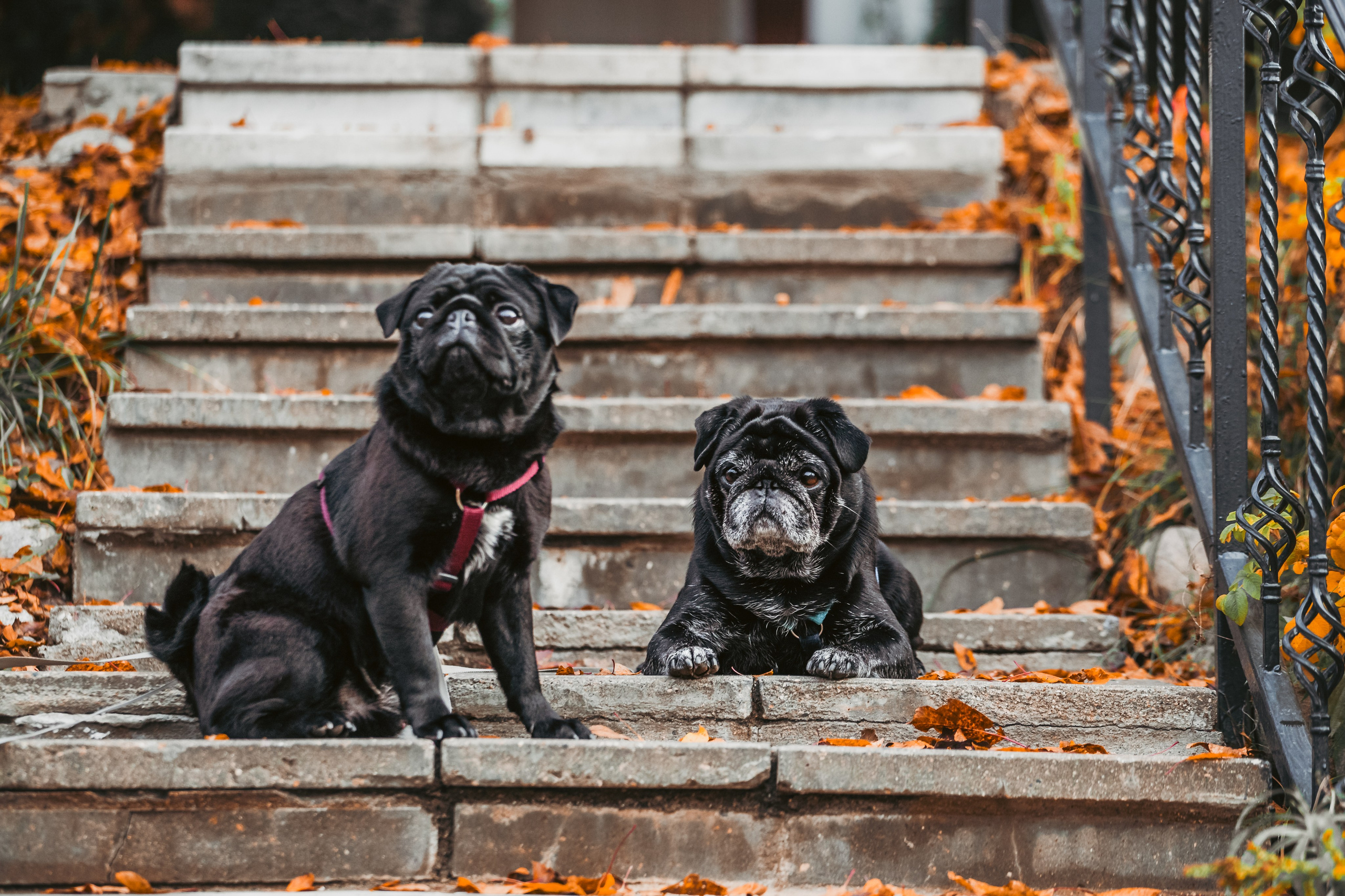 Оля, Харви, Луис. Фотограф-анималист Татьяна Степанова