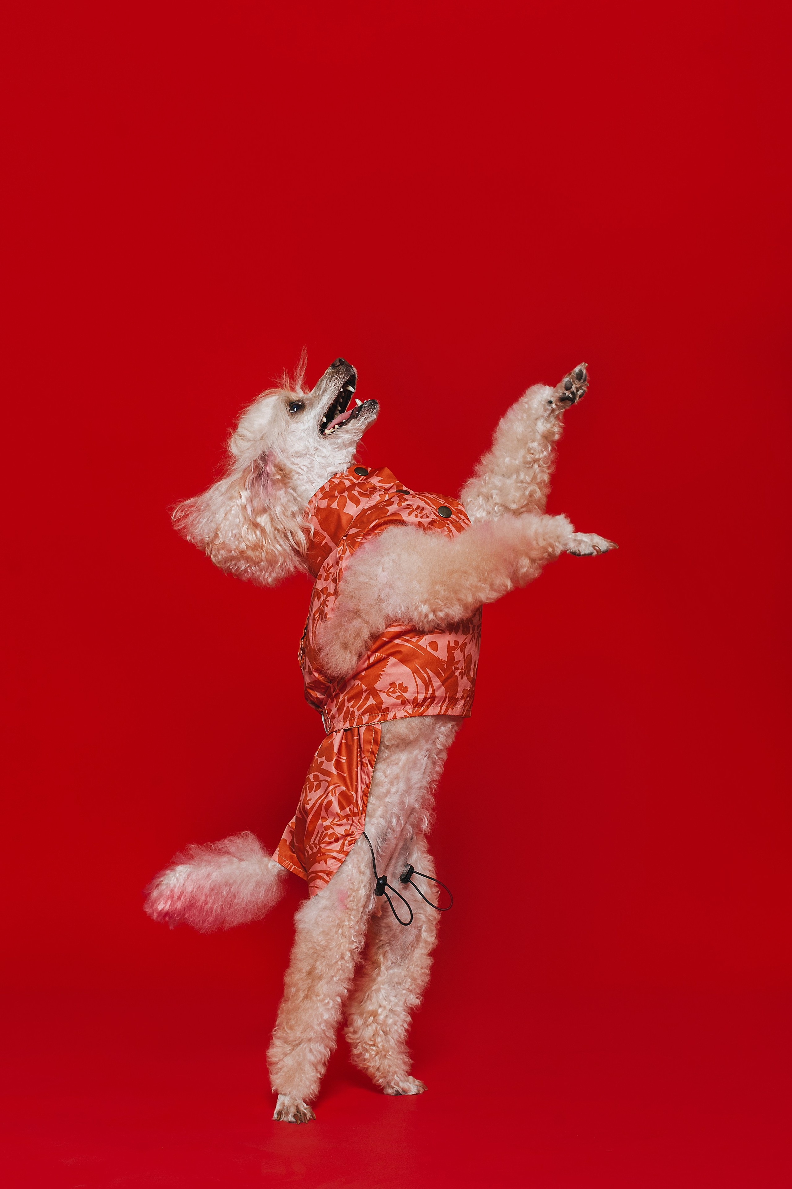 Съемка для бренда TEDDYBOY. Фотограф-анималист Татьяна Степанова