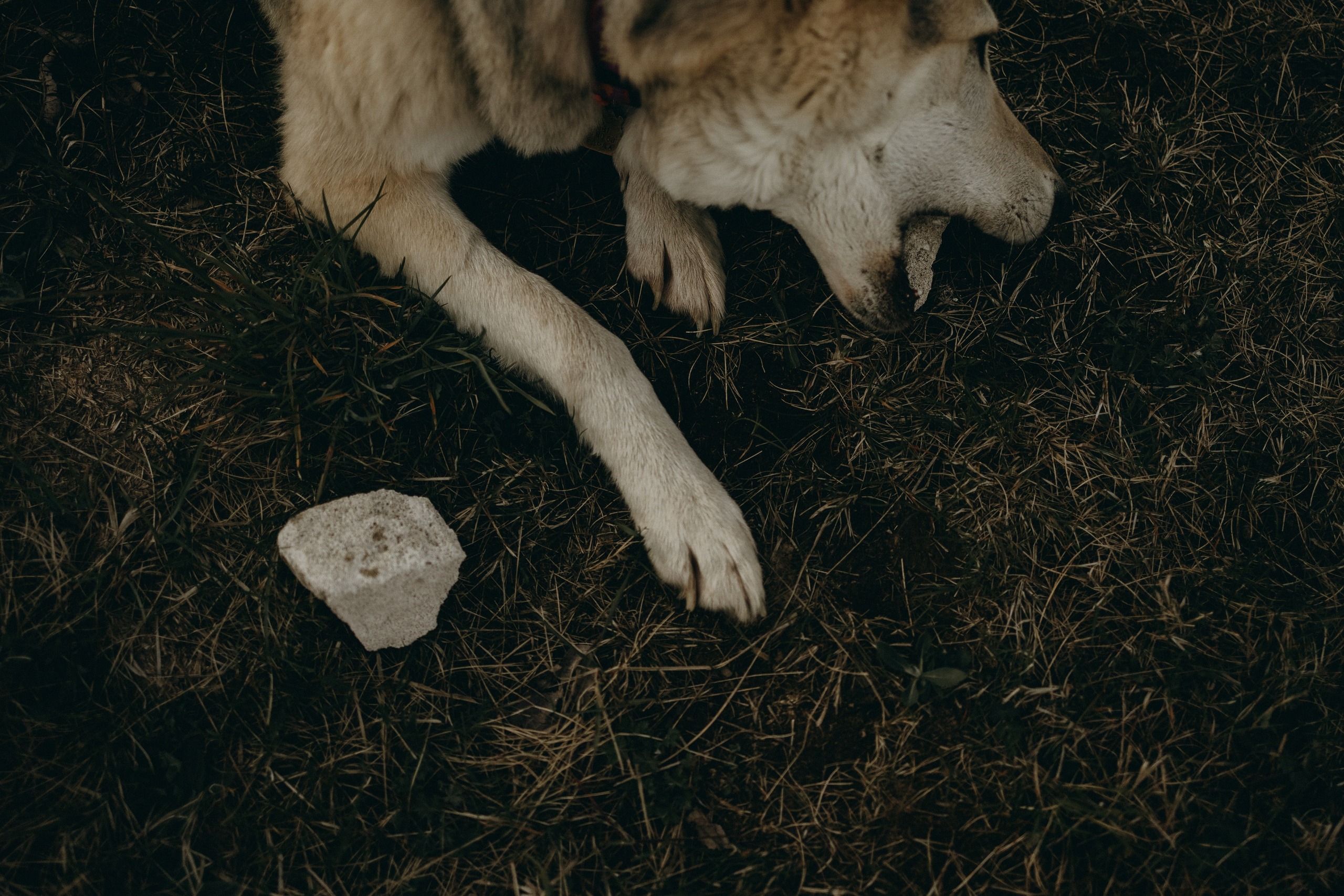 Саша и Зельда. Фотограф — Анималист | Санкт-Петербург