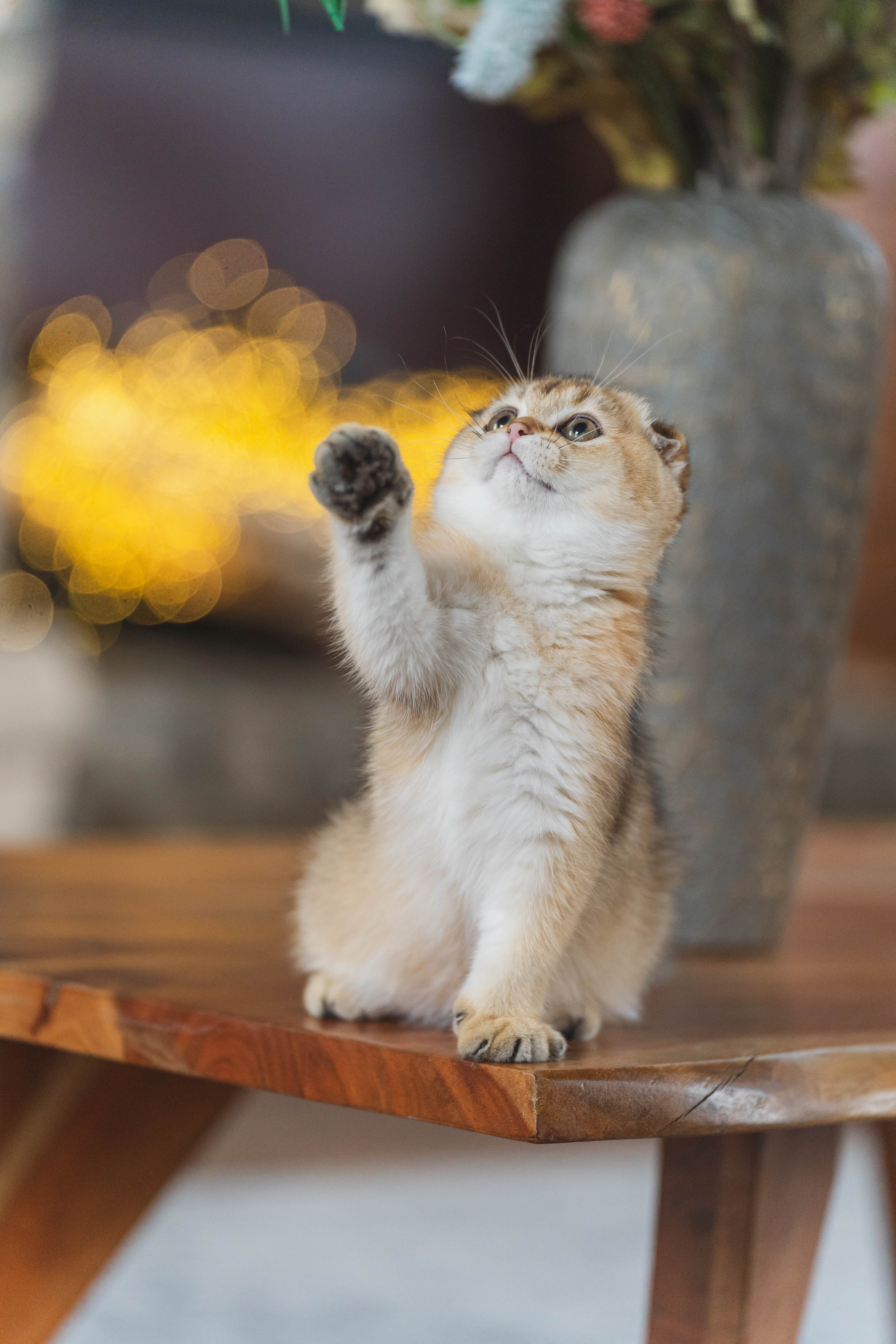 Питомник Шотландских кошек. Фотограф в Москве Ленарская Дарья