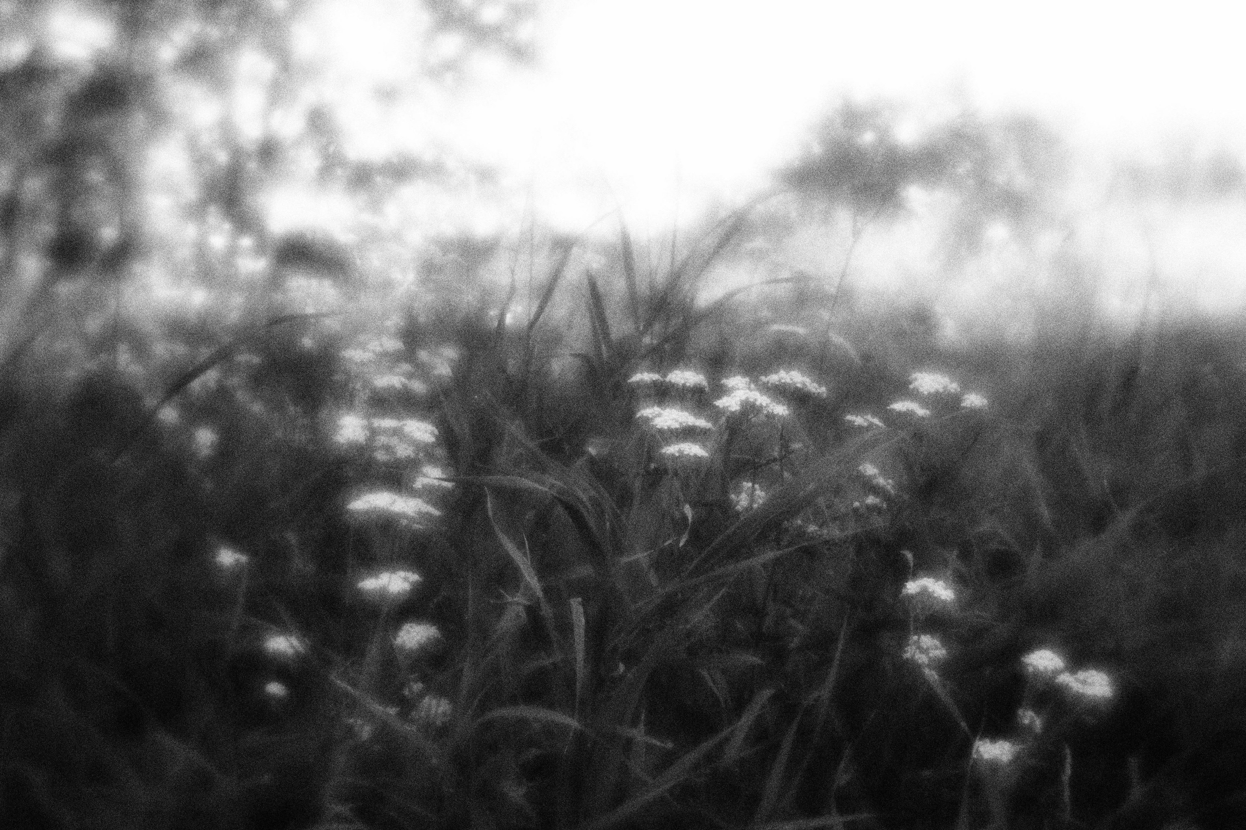 Внутривенные сны (2023)