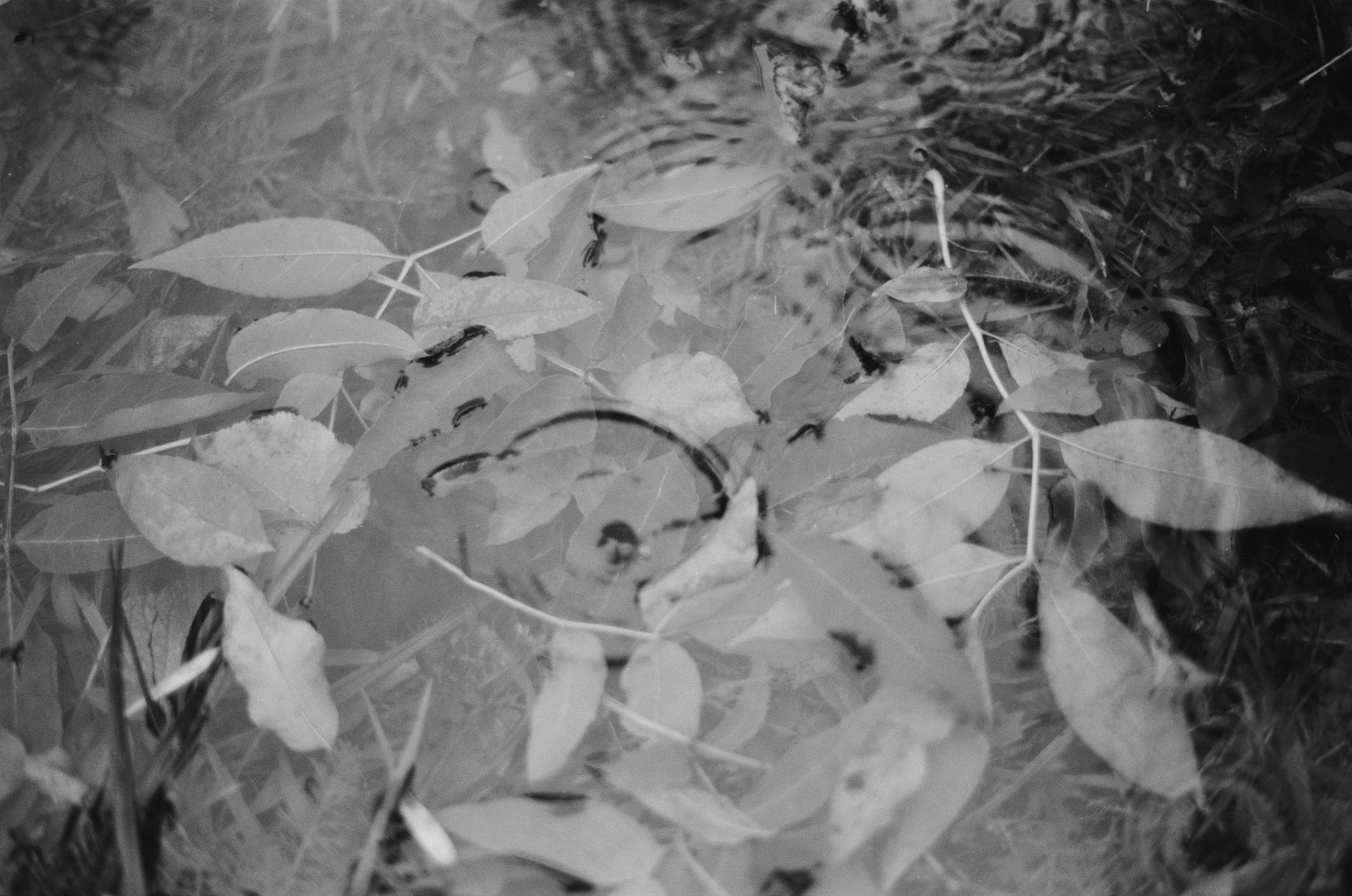 Black dog petersburg // st.-petersburg. EVER EXPOSED