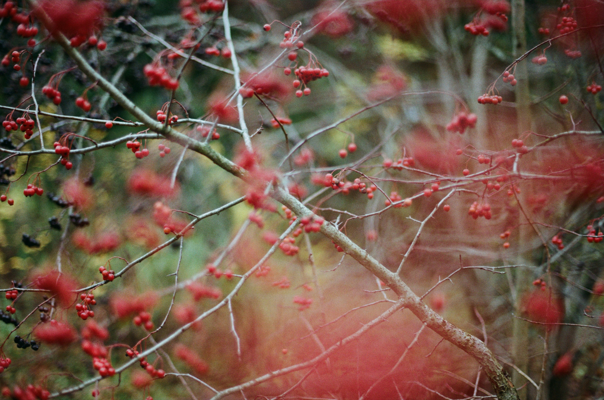 Golden brown. EVER EXPOSED