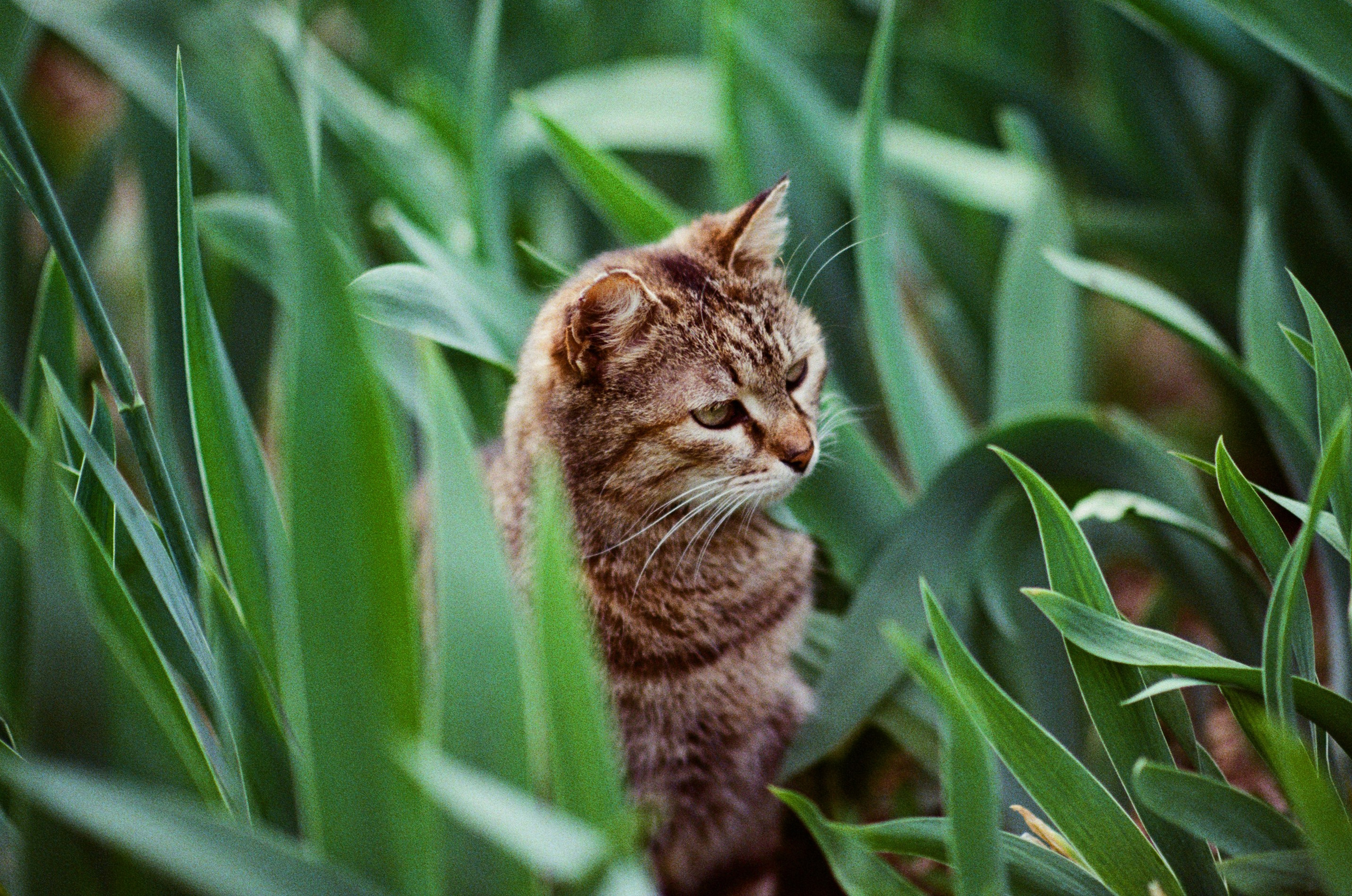 Silver strings // ukraine, crimea IV. EVER EXPOSED