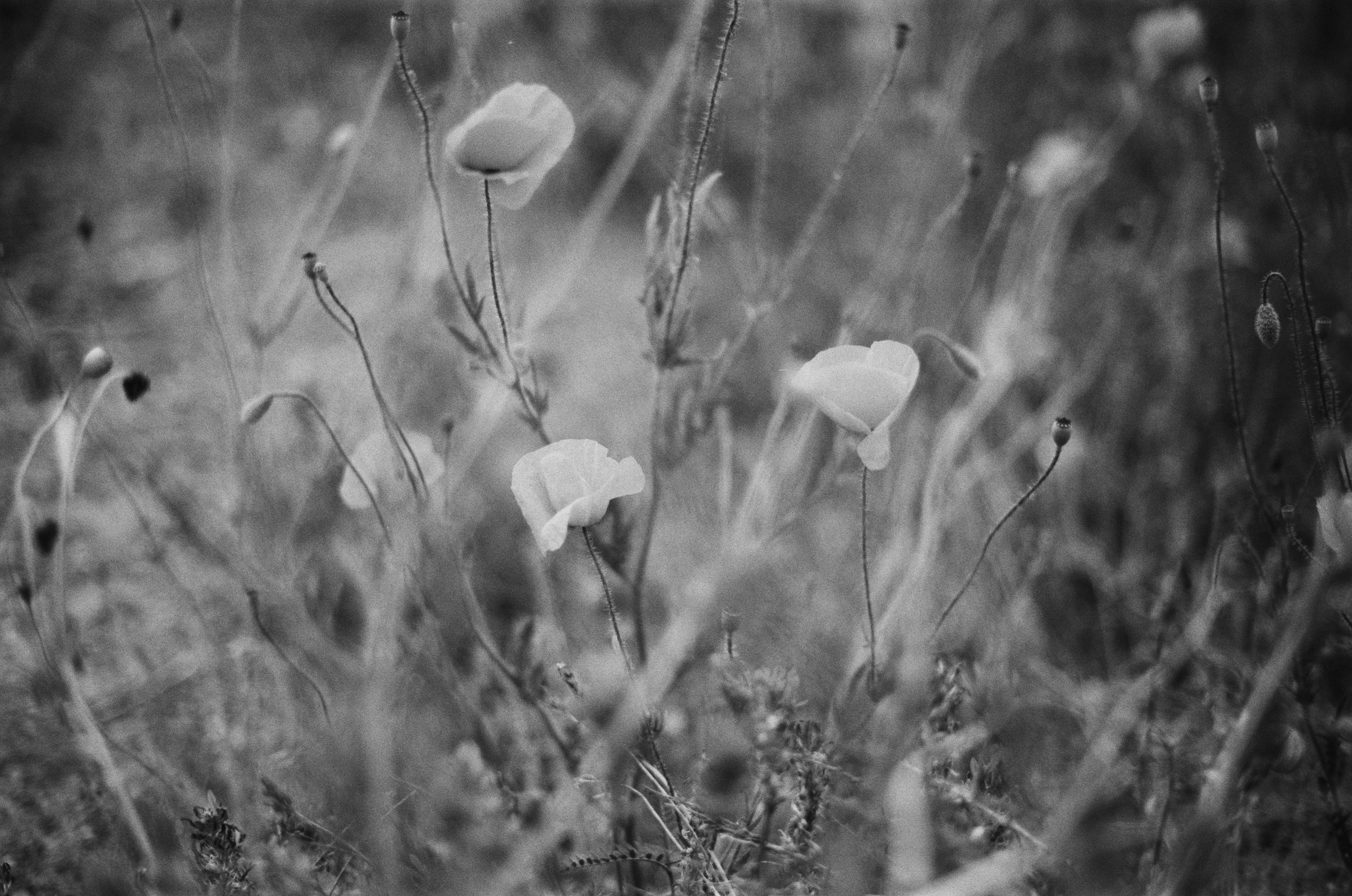 Move me // ukraine, crimea II. EVER EXPOSED