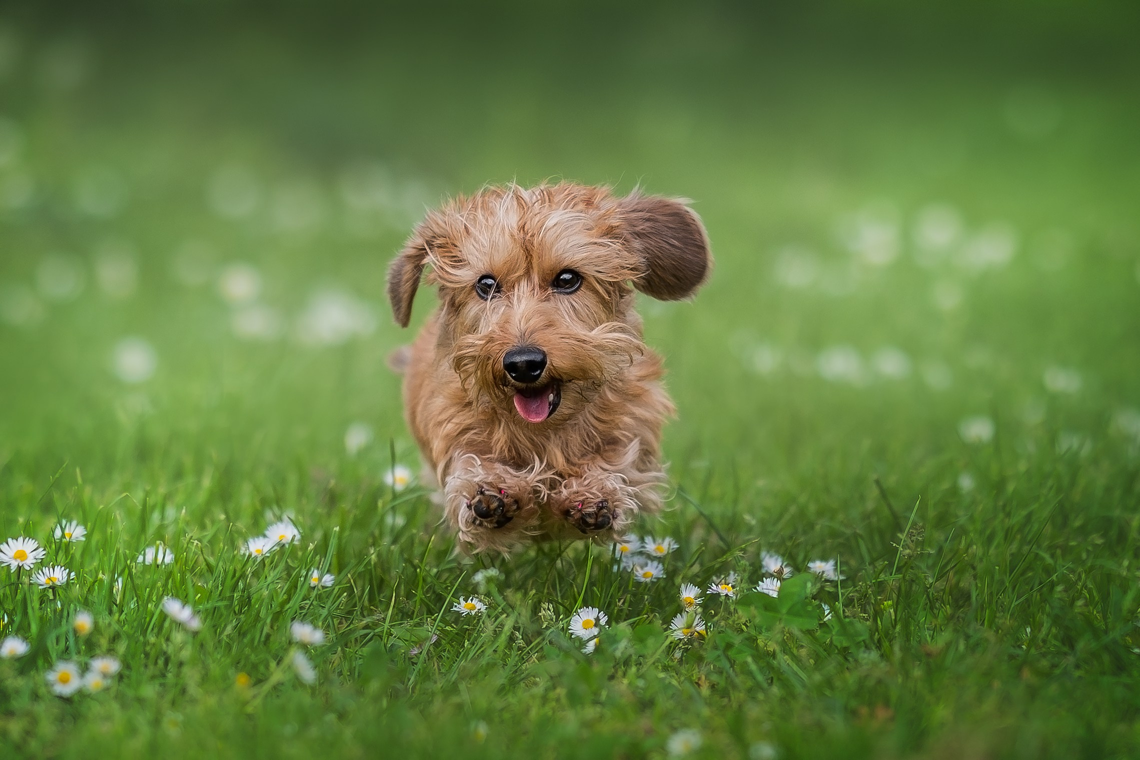 Анималистика. Репортажный фотограф Мария Мадзик