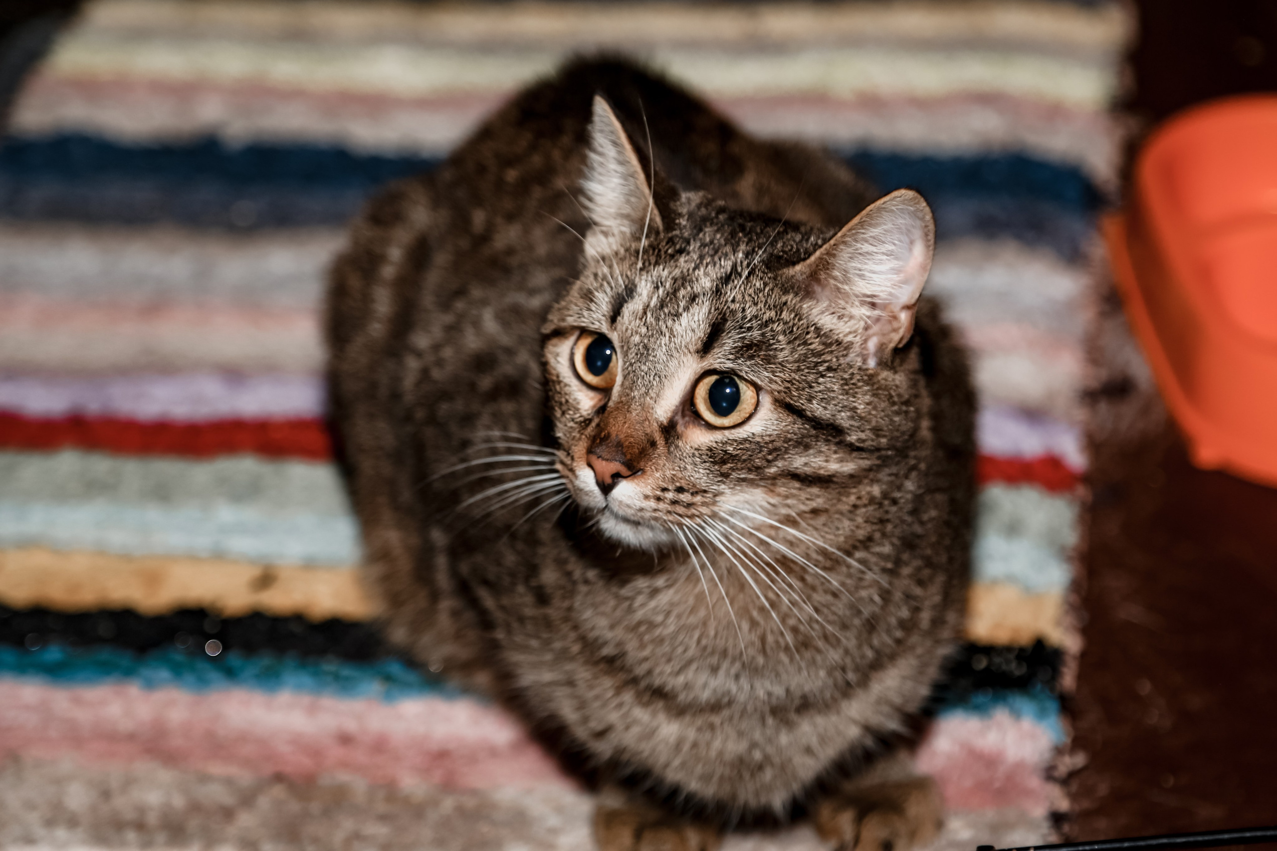 Приют Кошкин Дом Филимоша. Ваш фотограф в Оренбурге Рощупкина Екатерина