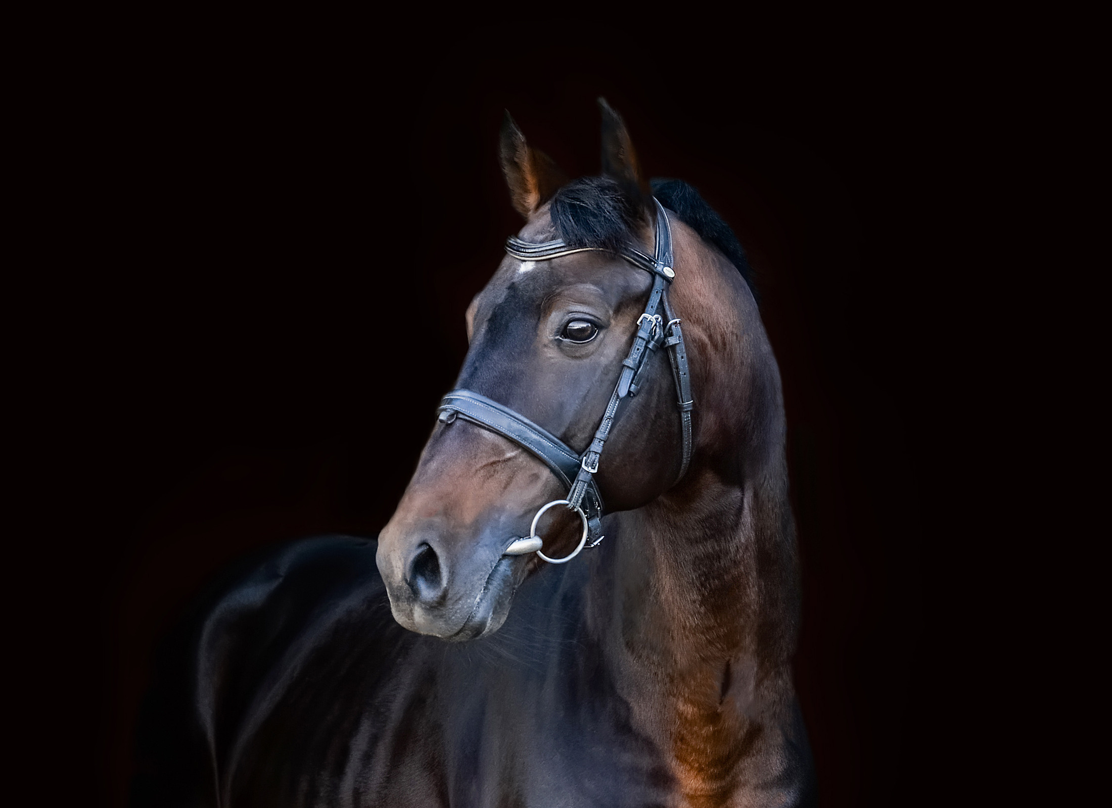 Конный портретный фотограф Наталья Шелест