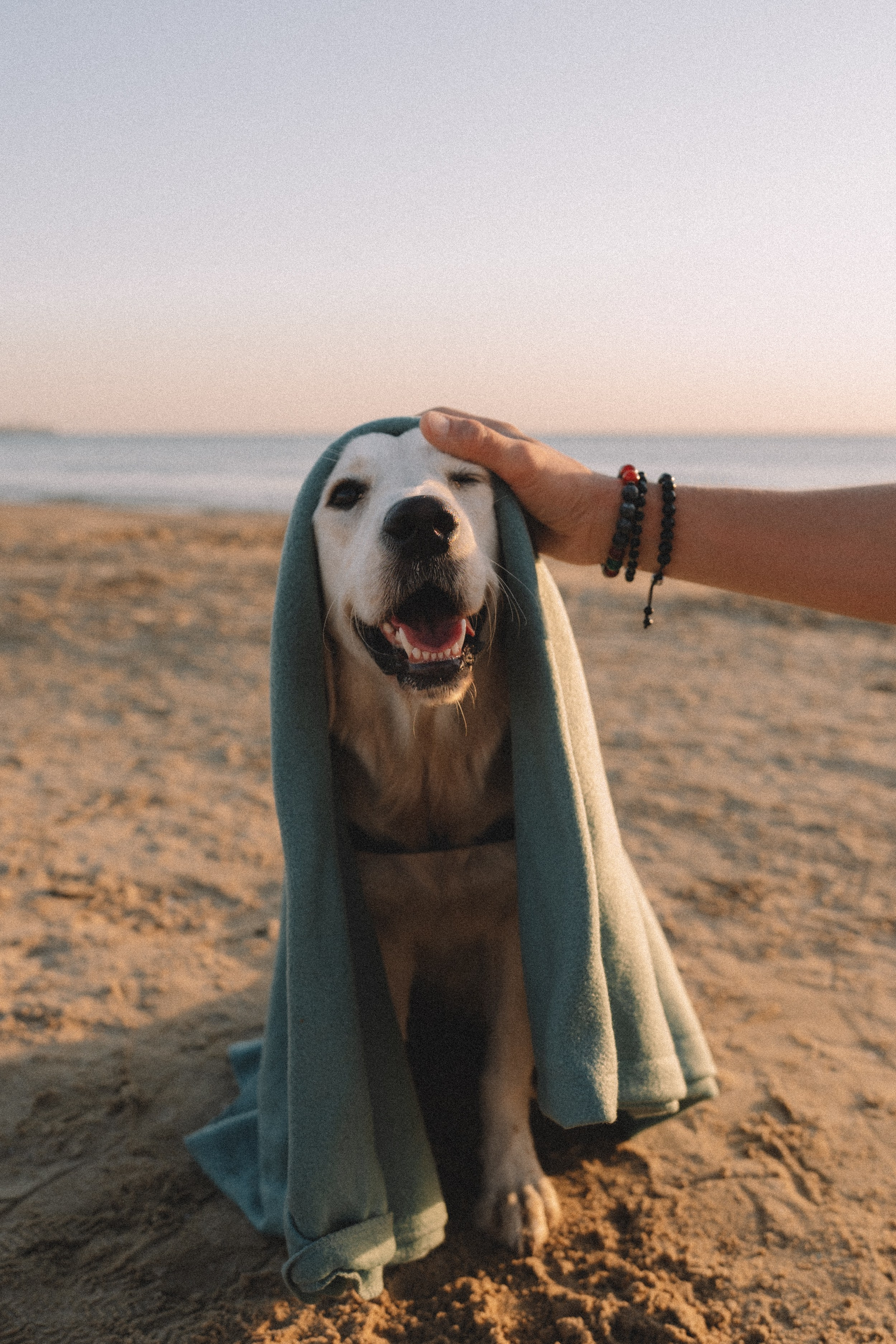 DogsVibe. Фотограф в Анапе Муратова Анна