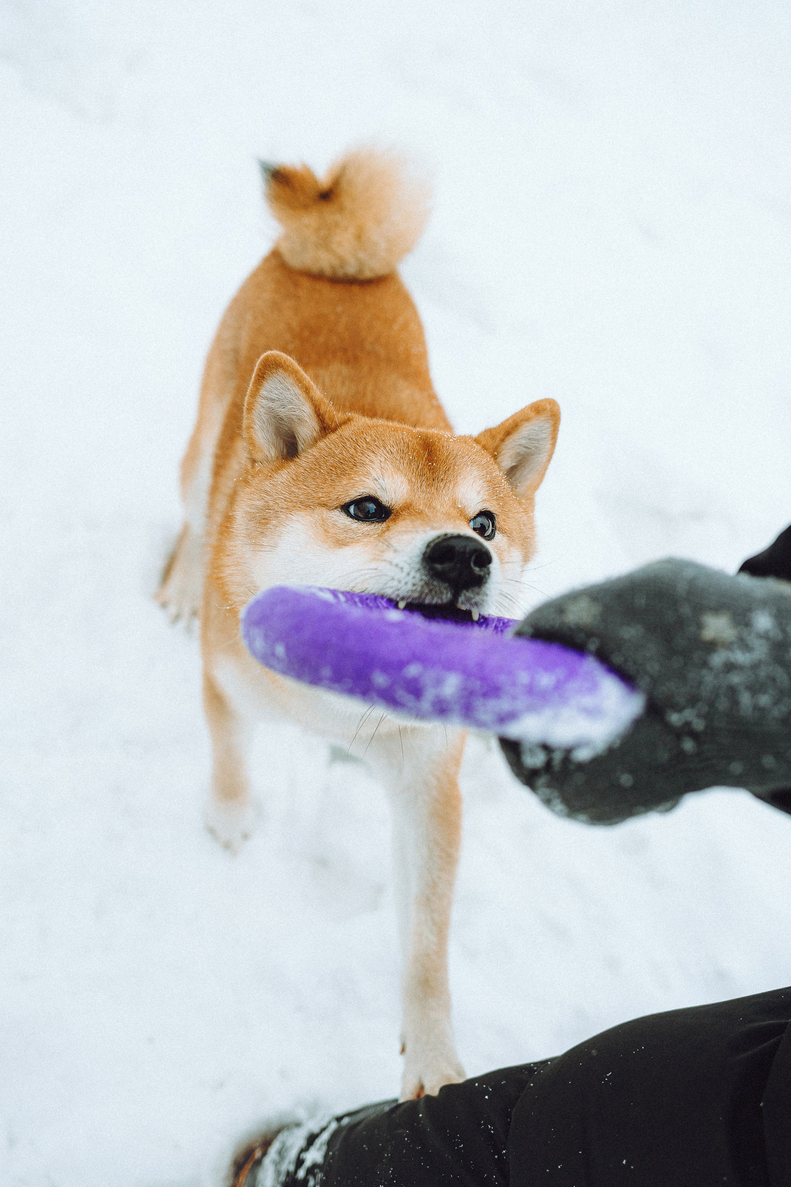Настя и Ронин