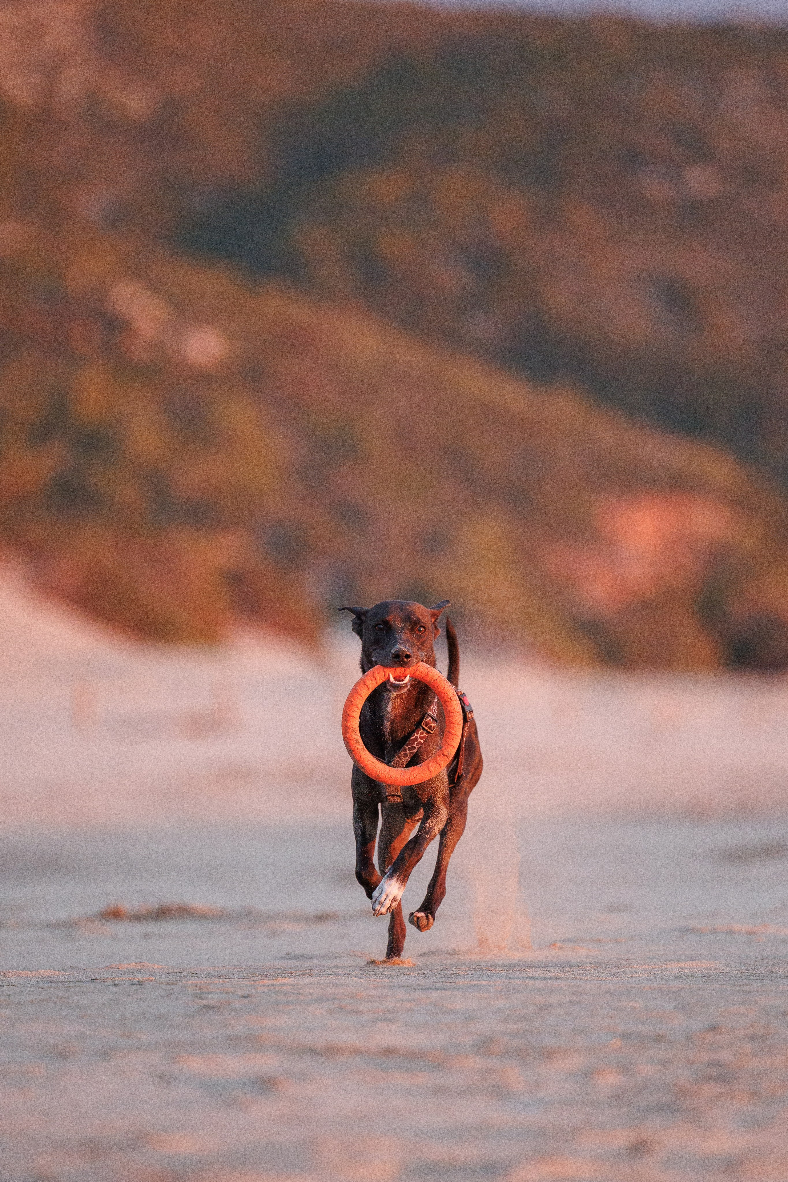 Финик. Фотограф анималист в Казани Алина Сулейманова. Фотограф животных