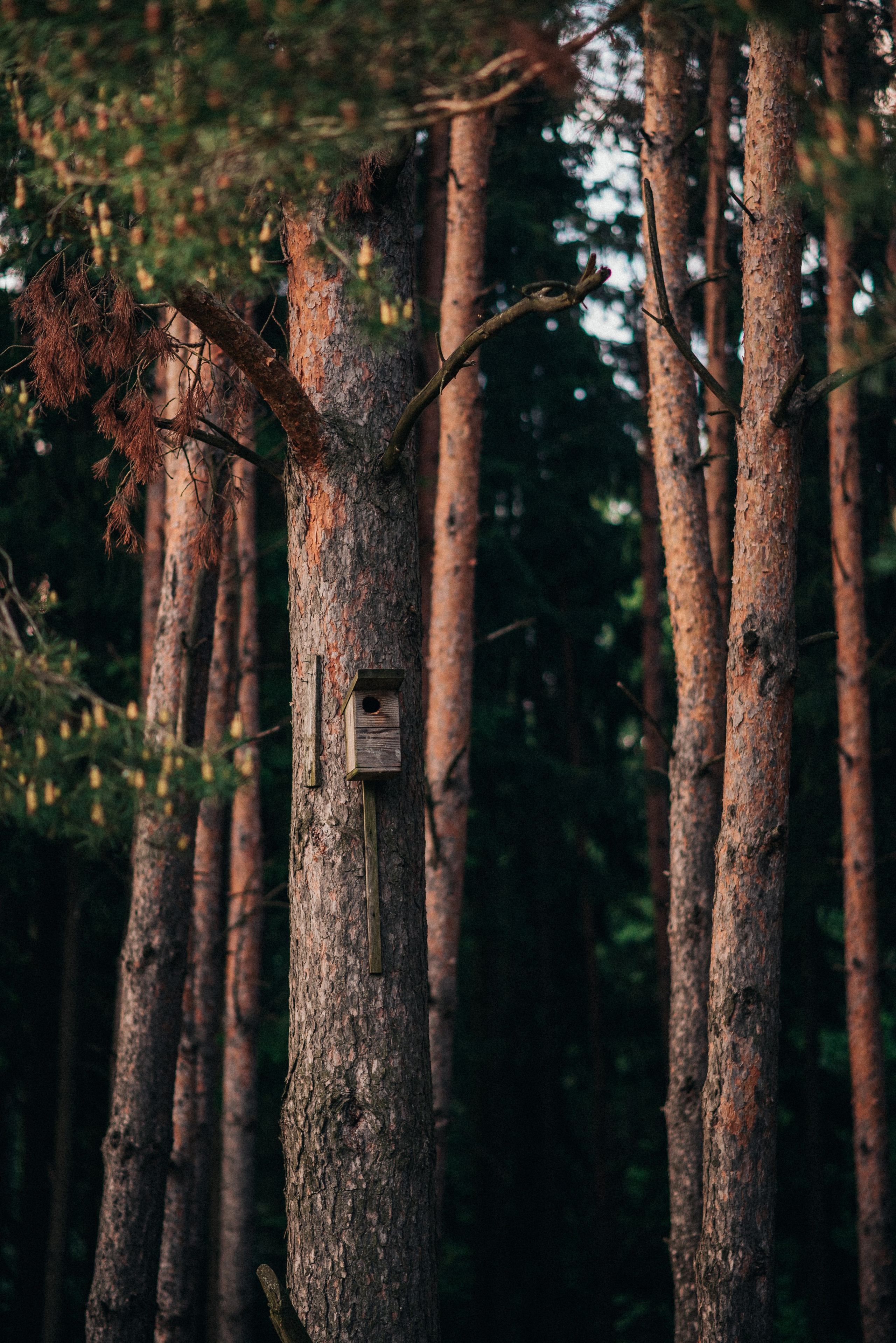 Свадьбы. Свадебный и портретный фотограф Диана Першай