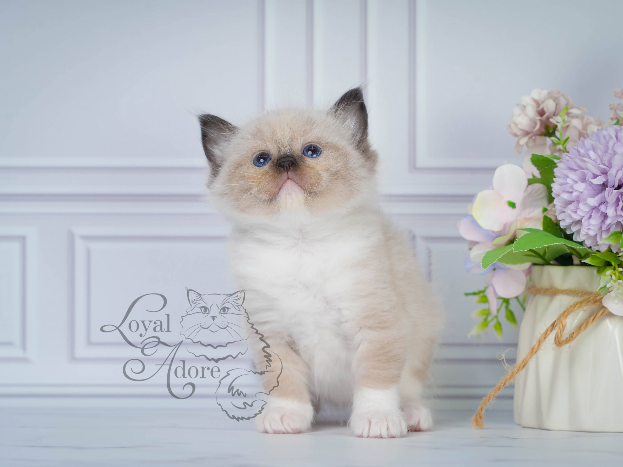 Котята рэгдолл от Loyal Adore. Питомник рэгдолл Loyal Adore