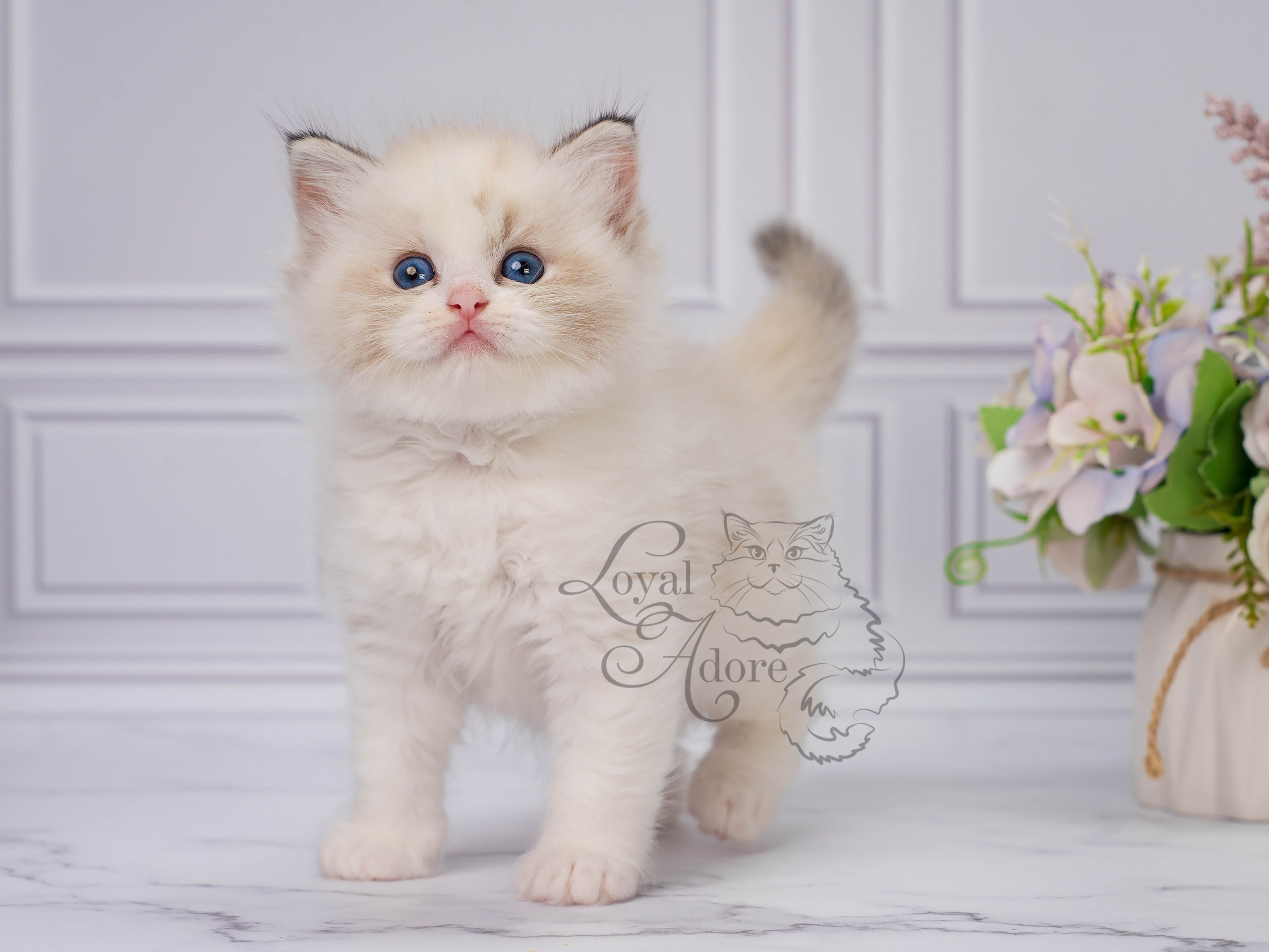 Котята рэгдолл от Loyal Adore. Питомник рэгдолл Loyal Adore