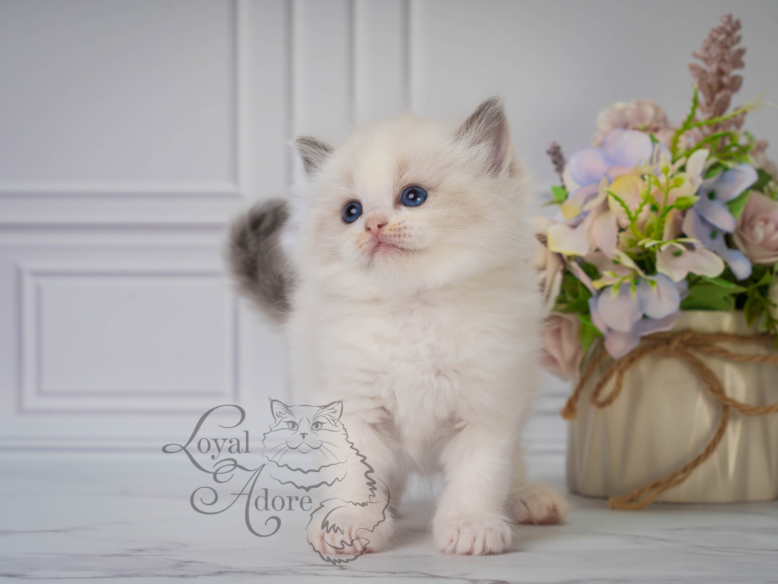 Котята рэгдолл от Loyal Adore. Питомник рэгдолл Loyal Adore