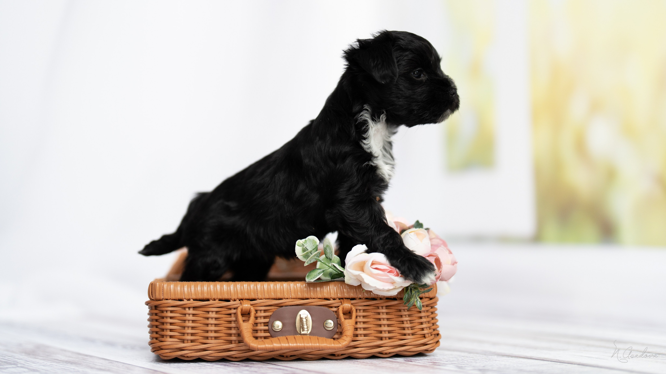 Тибетские терьеры 1мес. Фотограф-анималист Асадова