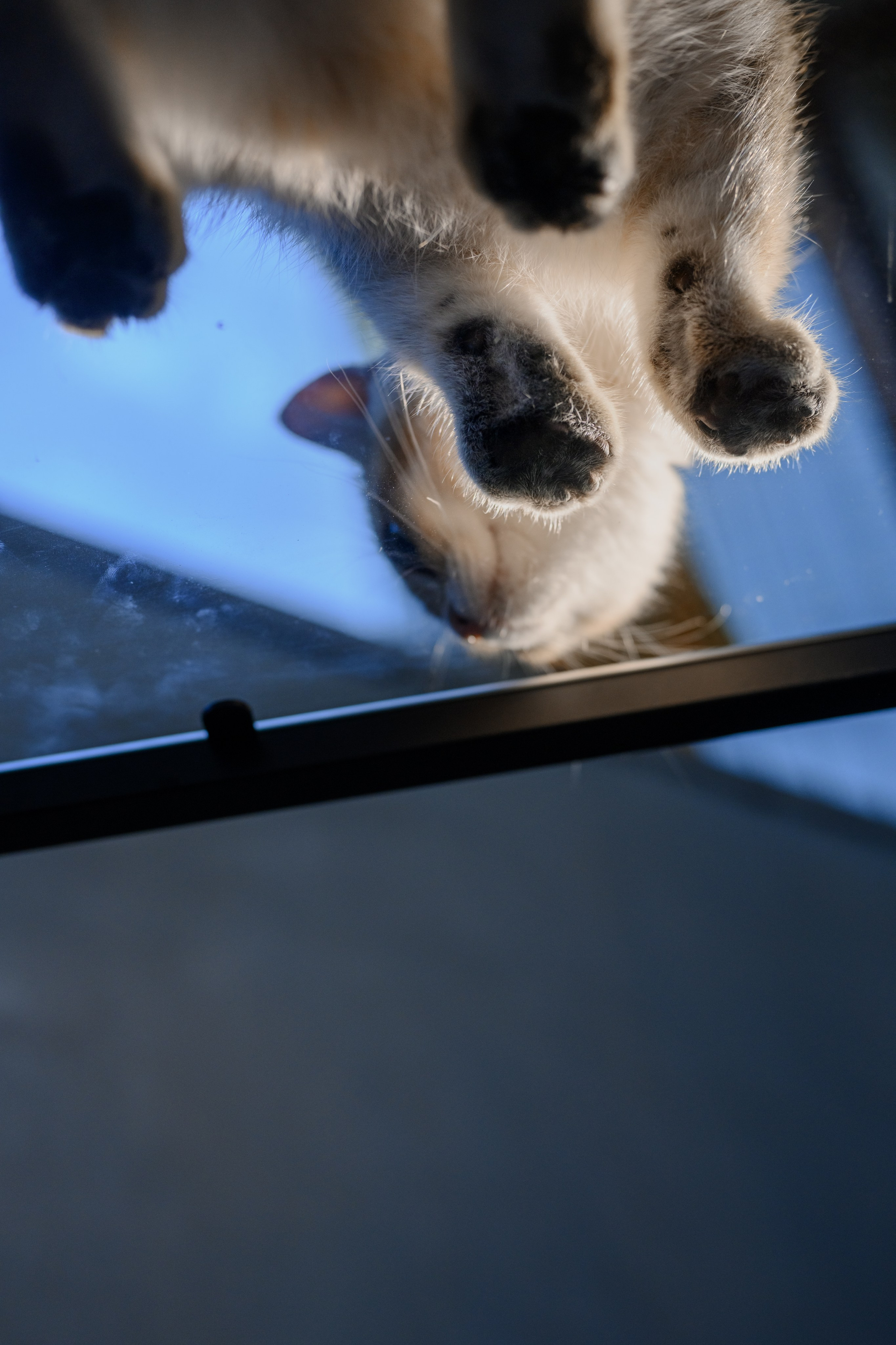 Питомник котят. Семейный фотограф и анималист в Москве и Московской области