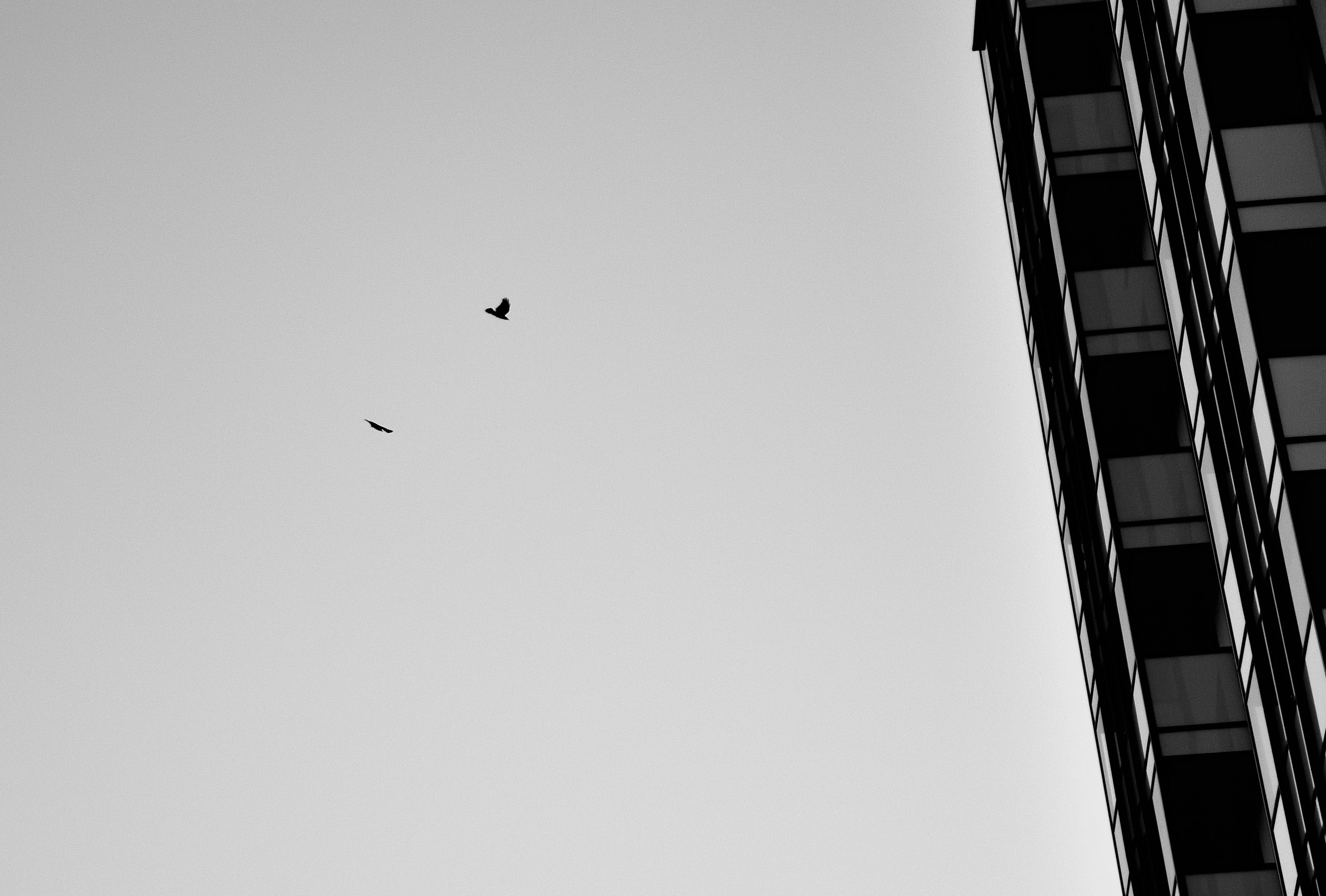 Птицы летят рядом с высоткой