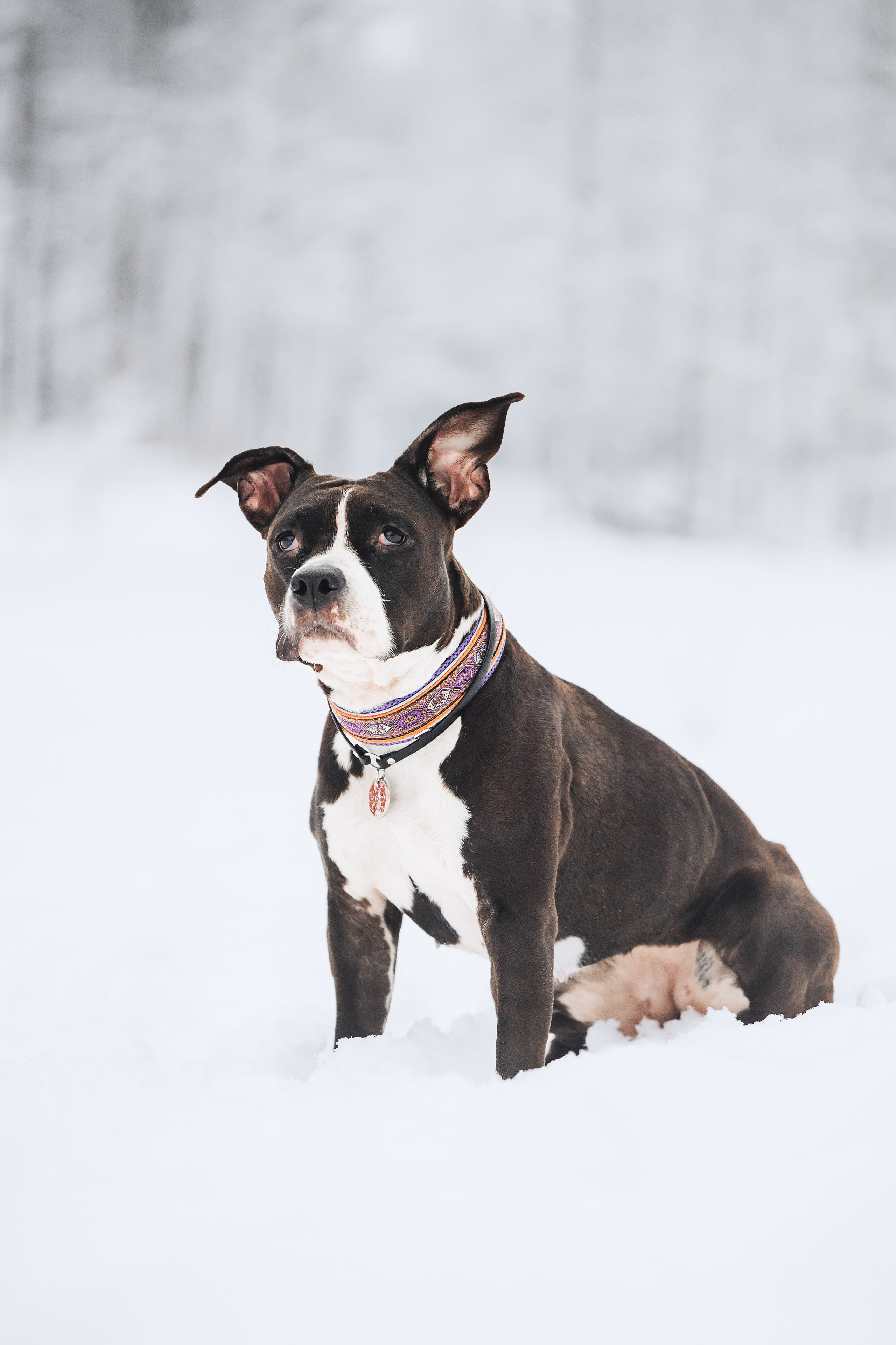 Фотопрогулки. Фотограф для людей и их питомцев Вика Шальнева