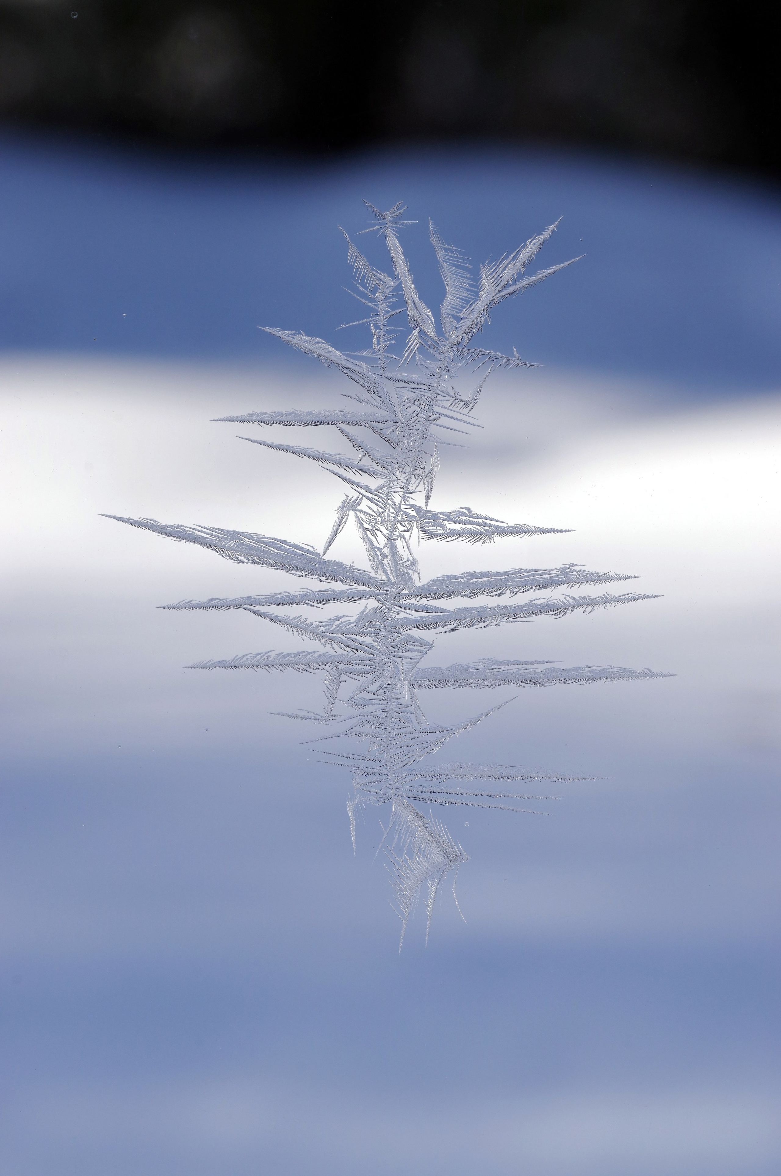 1. Вадим Шейдин