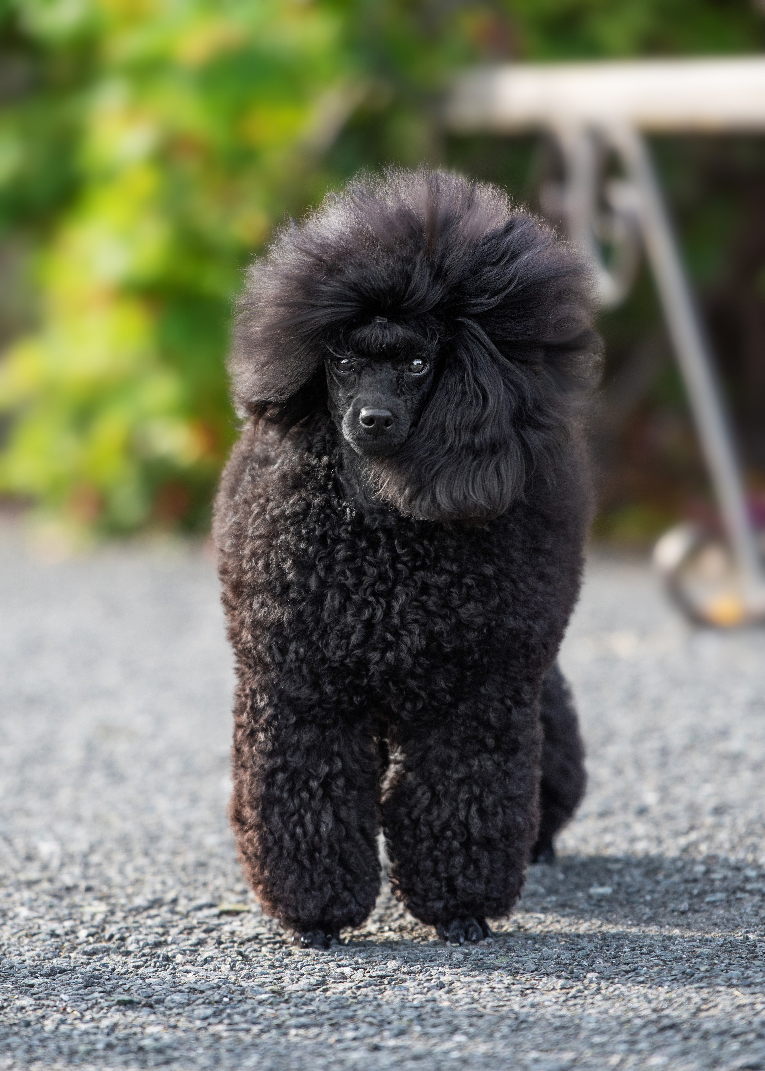 Выставка собак Тюмень 02.09.2023. Дог-фотограф в Тюмени Александра Королева