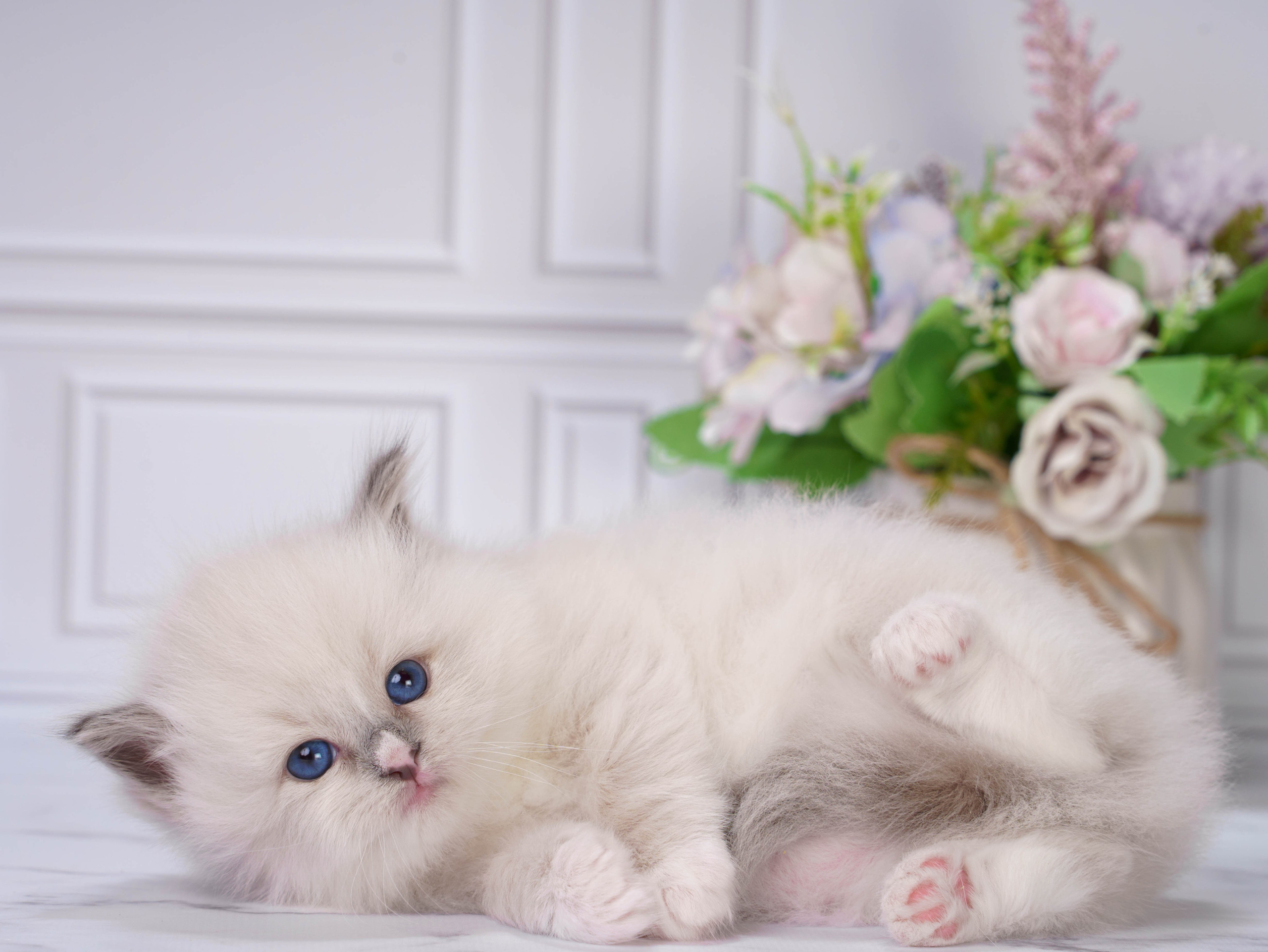 Котята рэгдолл от Loyal Adore. Питомник рэгдолл Loyal Adore