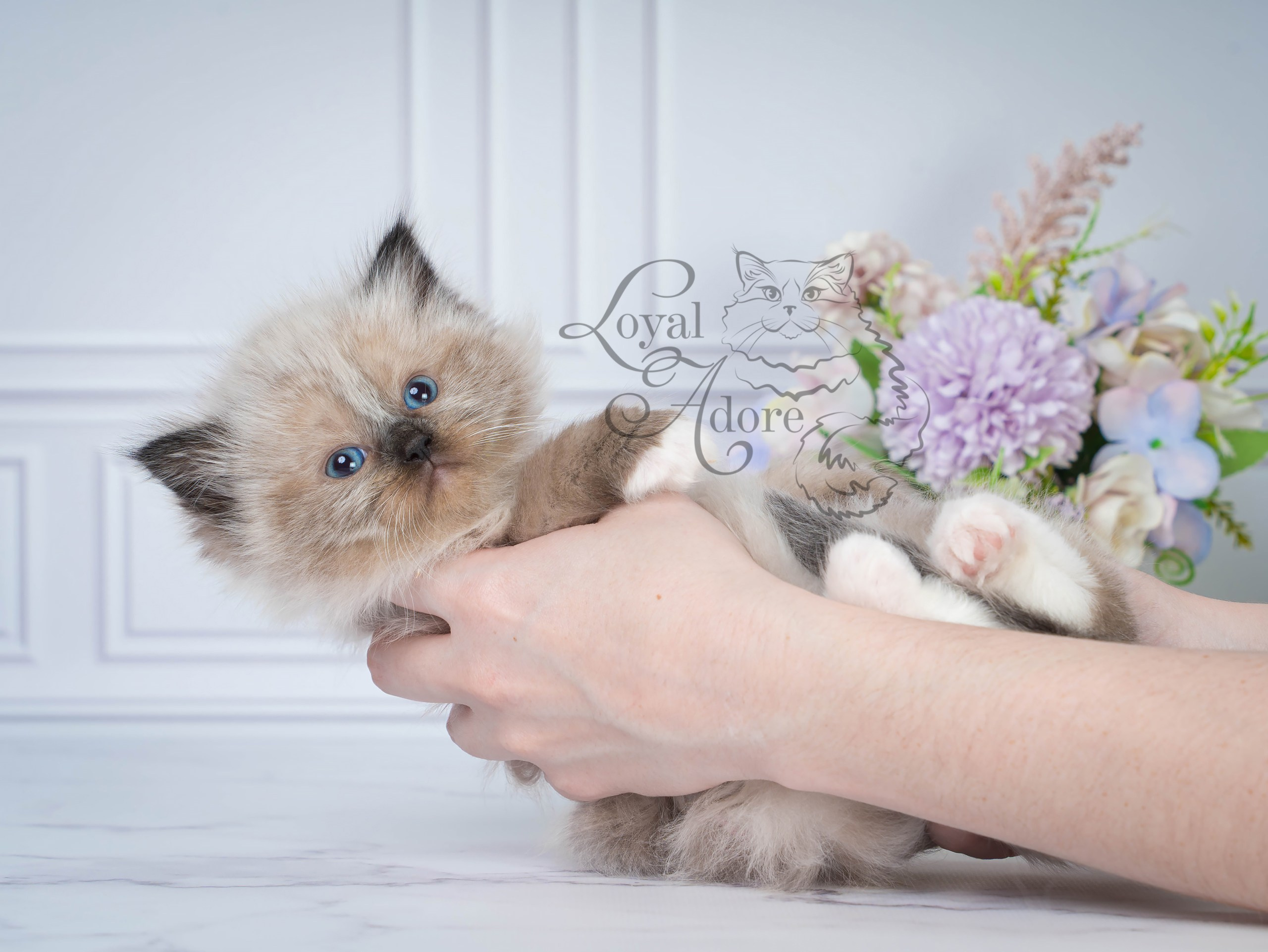 Котята рэгдолл от Loyal Adore. Питомник рэгдолл Loyal Adore