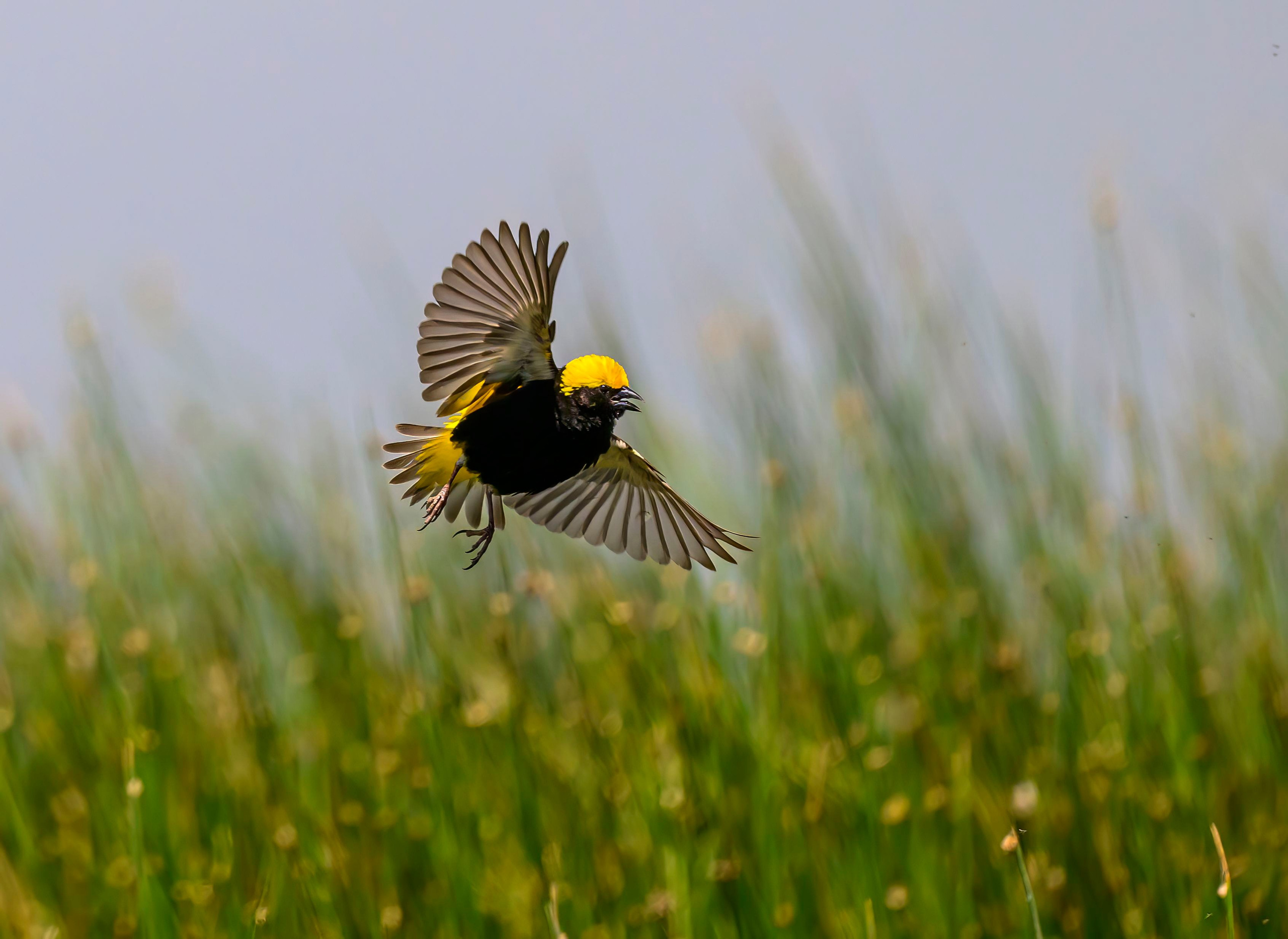 Кения. Wildlife photography by Sergey Puponin