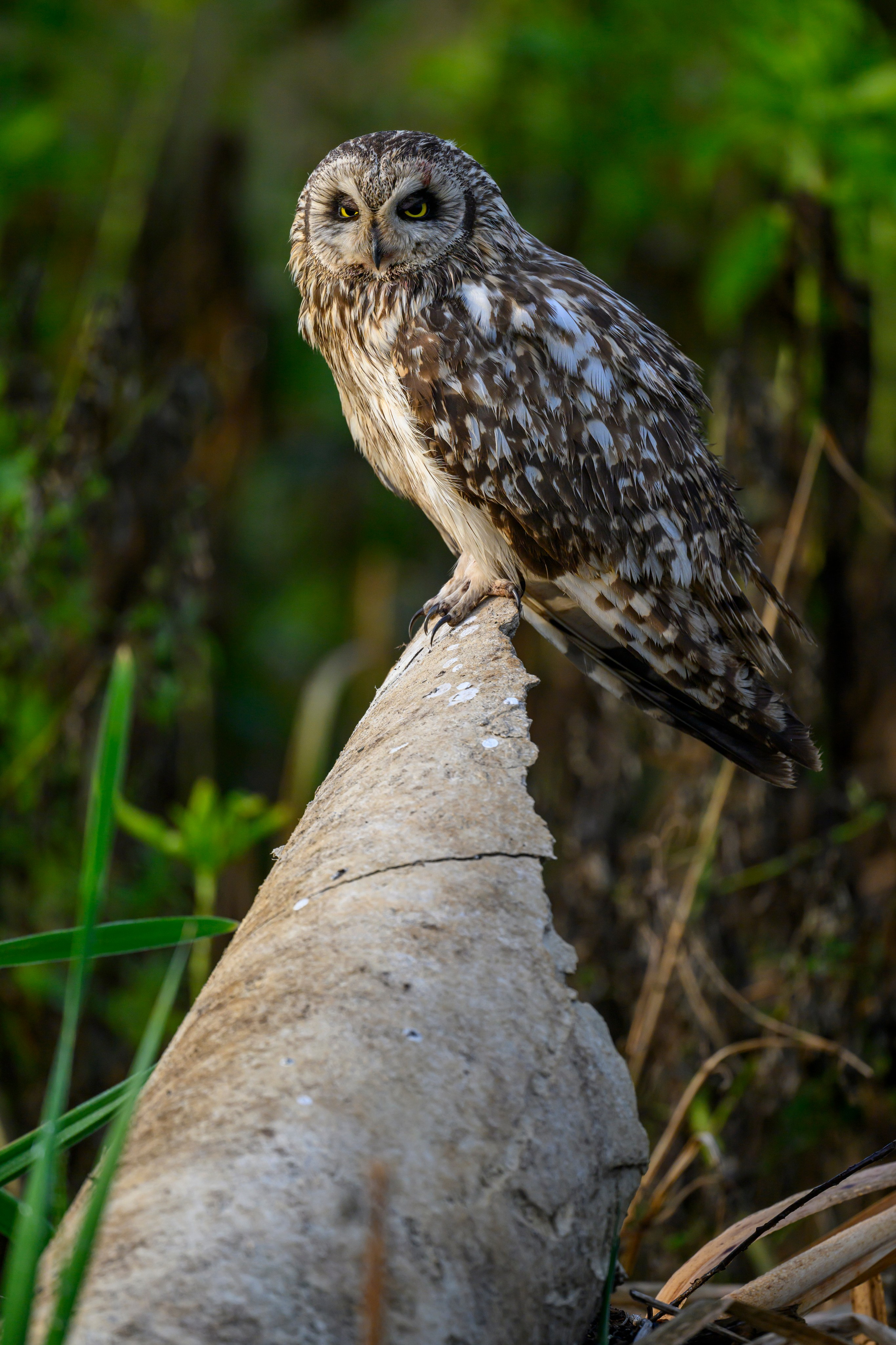 Боевая раскраска охотника. Face Paint of the Hunter. Фотограф Сергей Пупонин