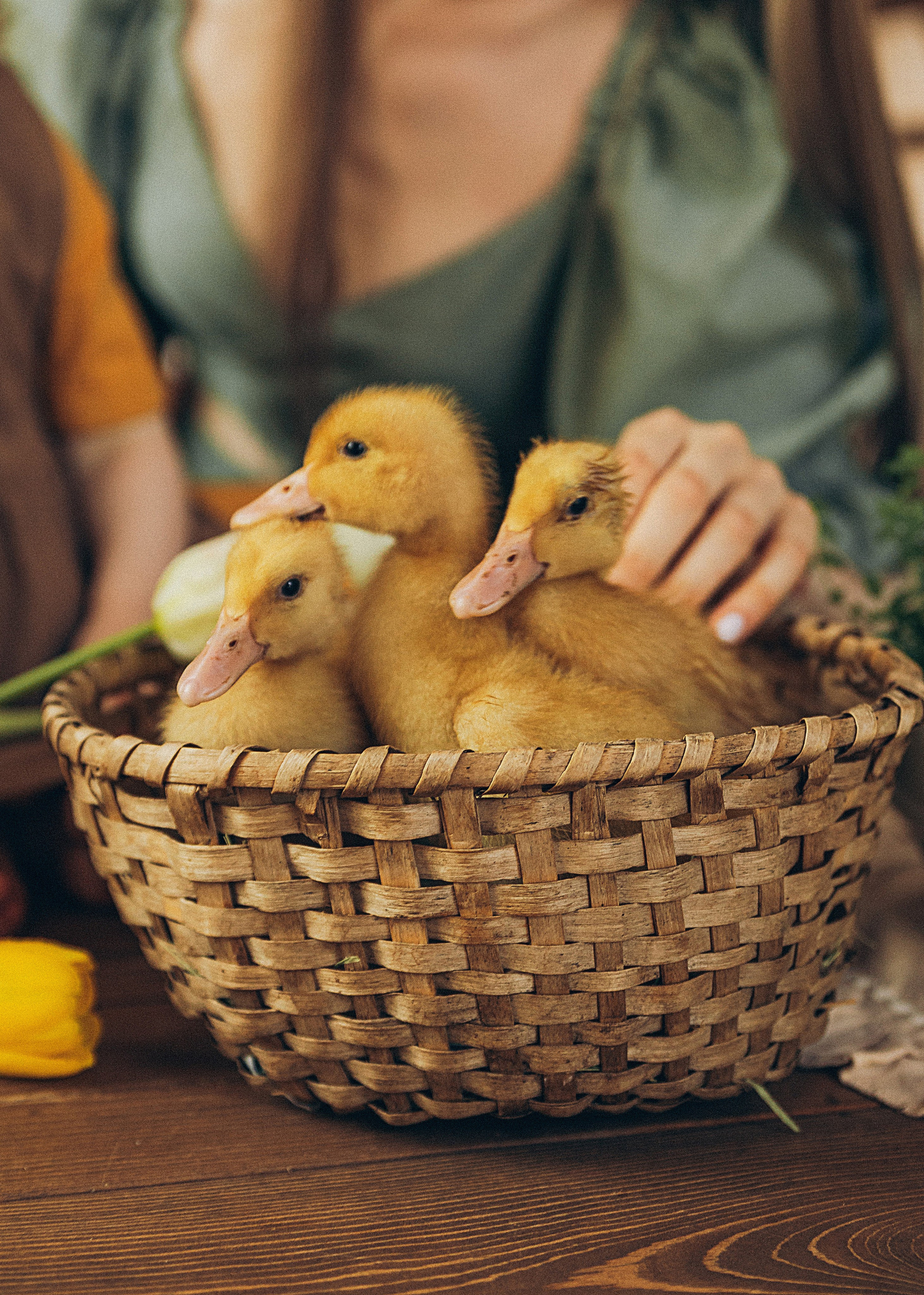 Кристина и Валерия. Семейный фотограф В Москве Александра Дейкун