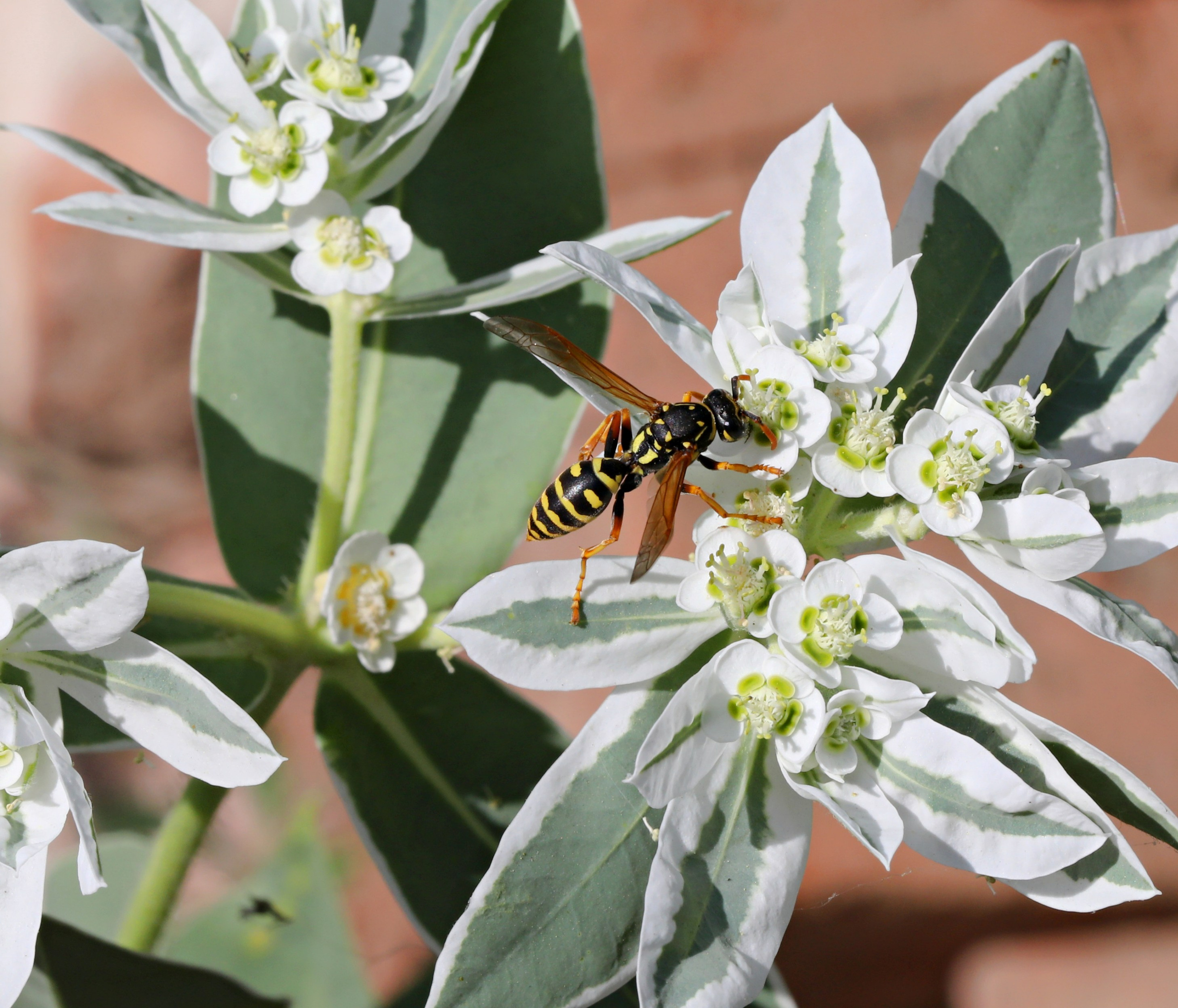 Насекомые юга России. Фото-художник и Репортажный фотограф Николаев Александр Алексеевич