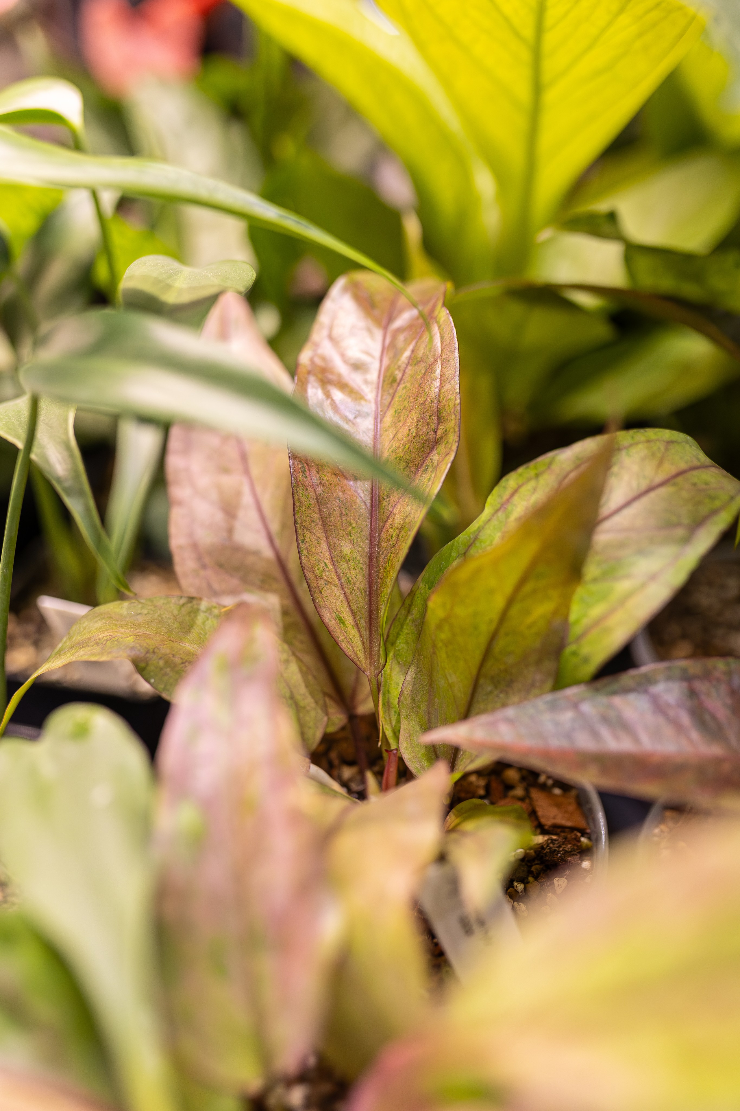 Монстериум 11–12 октября. Александра Куликова фотограф, Москва