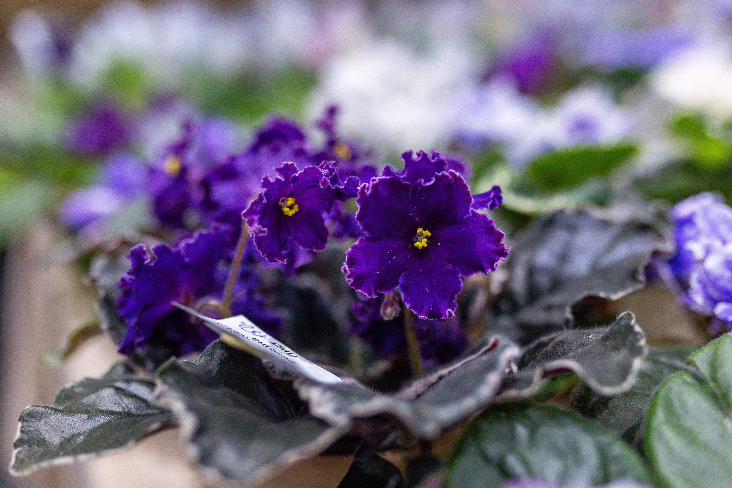 Орхидиум сентябрь 2025. Александра Куликова фотограф, Москва