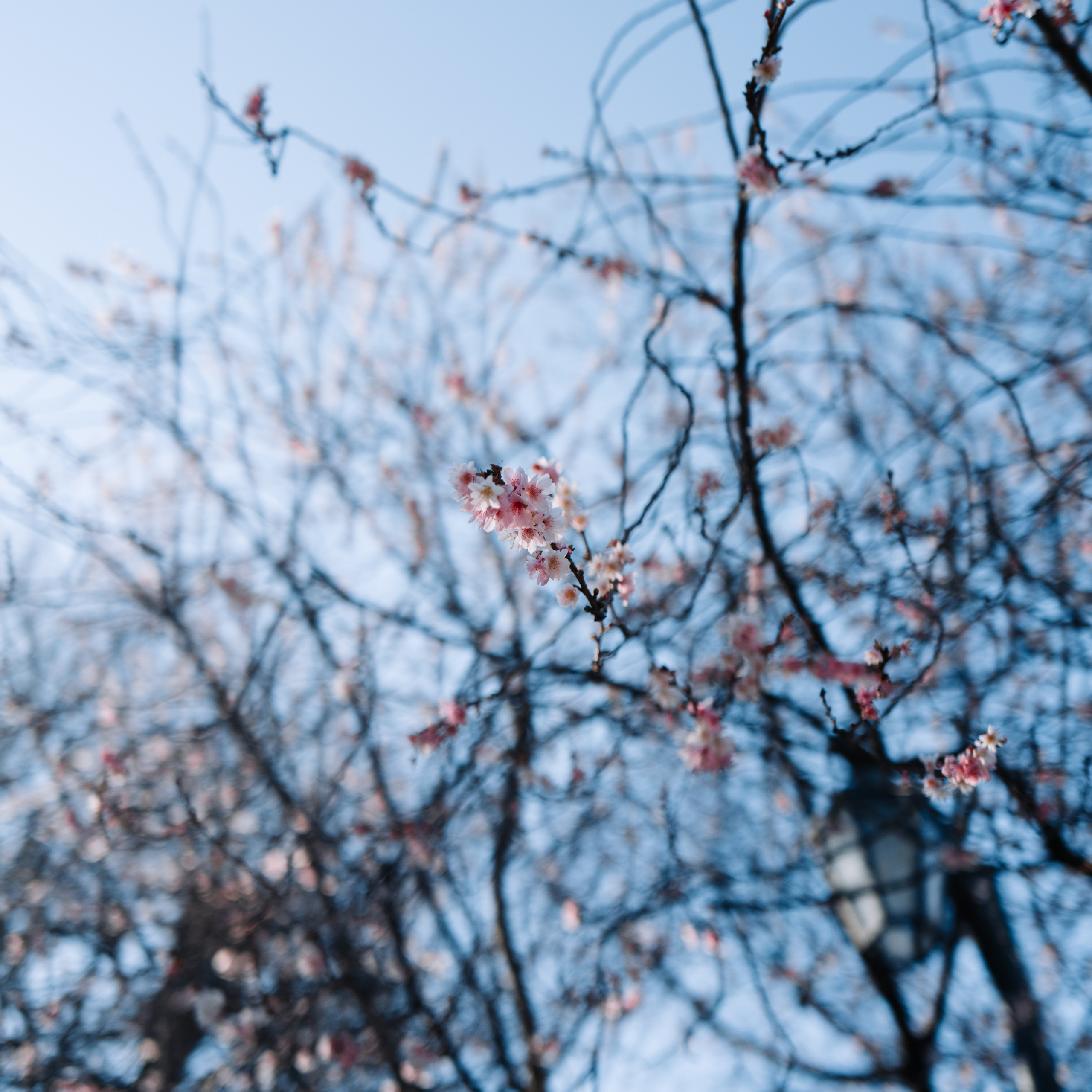 Japan/Япония. @tomrus: Рустам Шагиморданов — фотограф