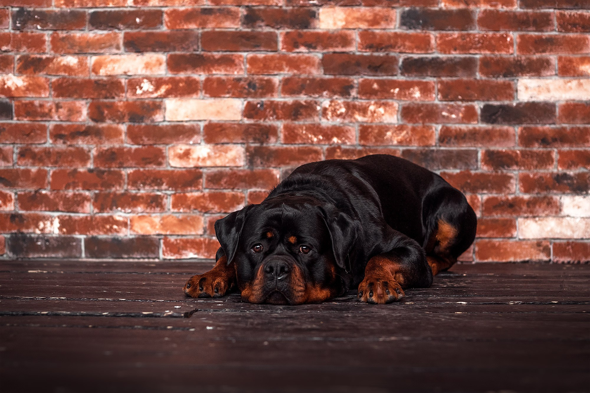 Ротвейлер. Студия. Фотограф анималист Кузнецова Анна Нижний Новгород