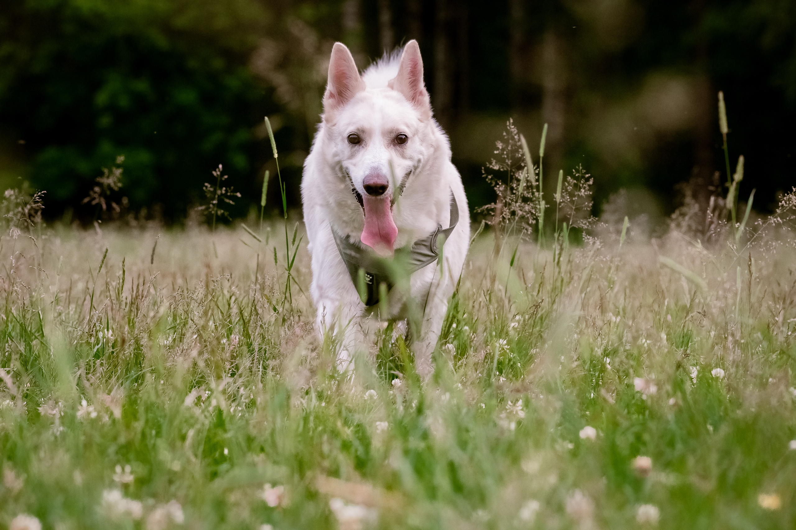 Собаки. Фотограф-анималист в Санкт-Петербурге Анастасия Иванова