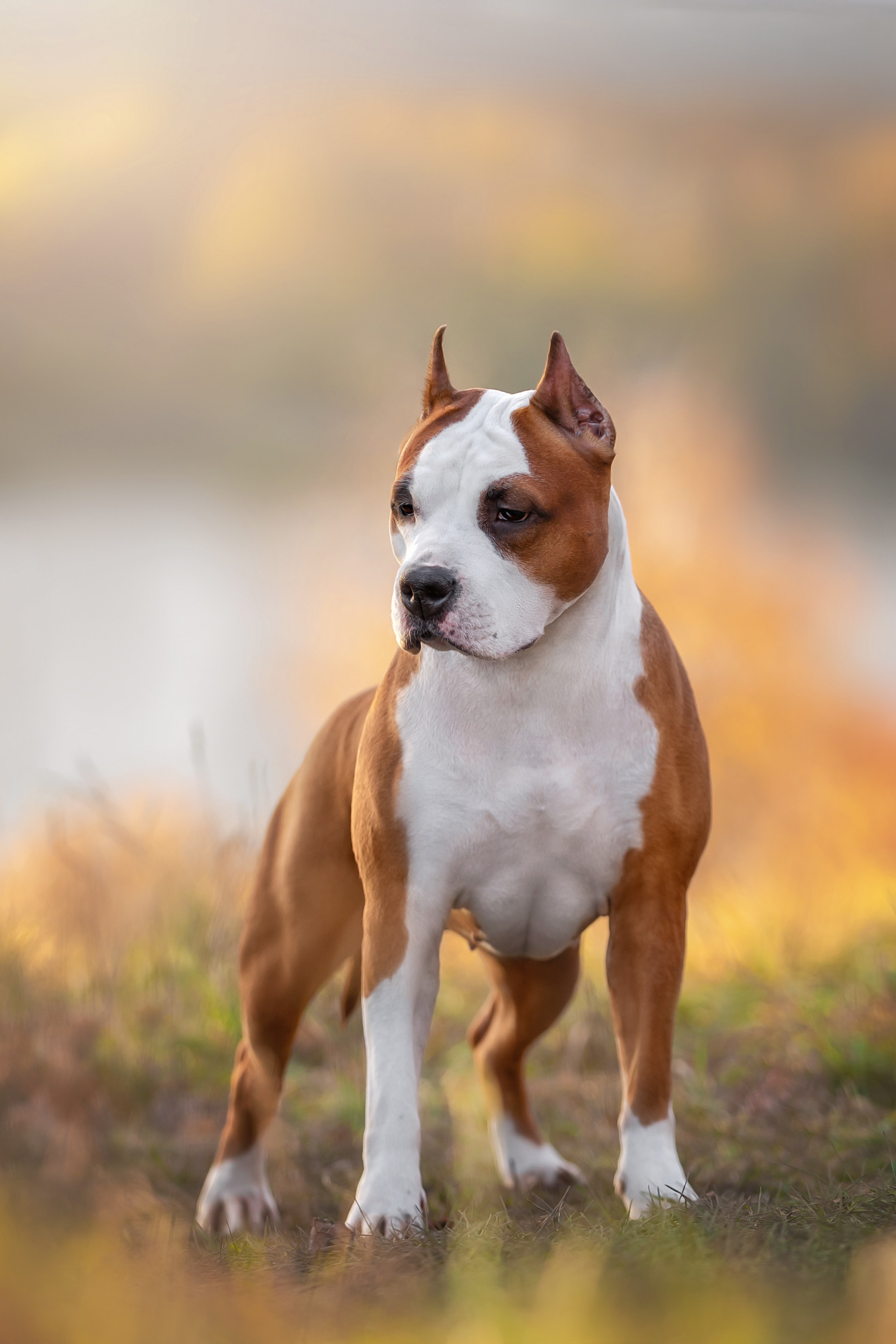 Портретная съемка. Фотограф-анималист в Санкт-Петербурге — Юлия Чайкина