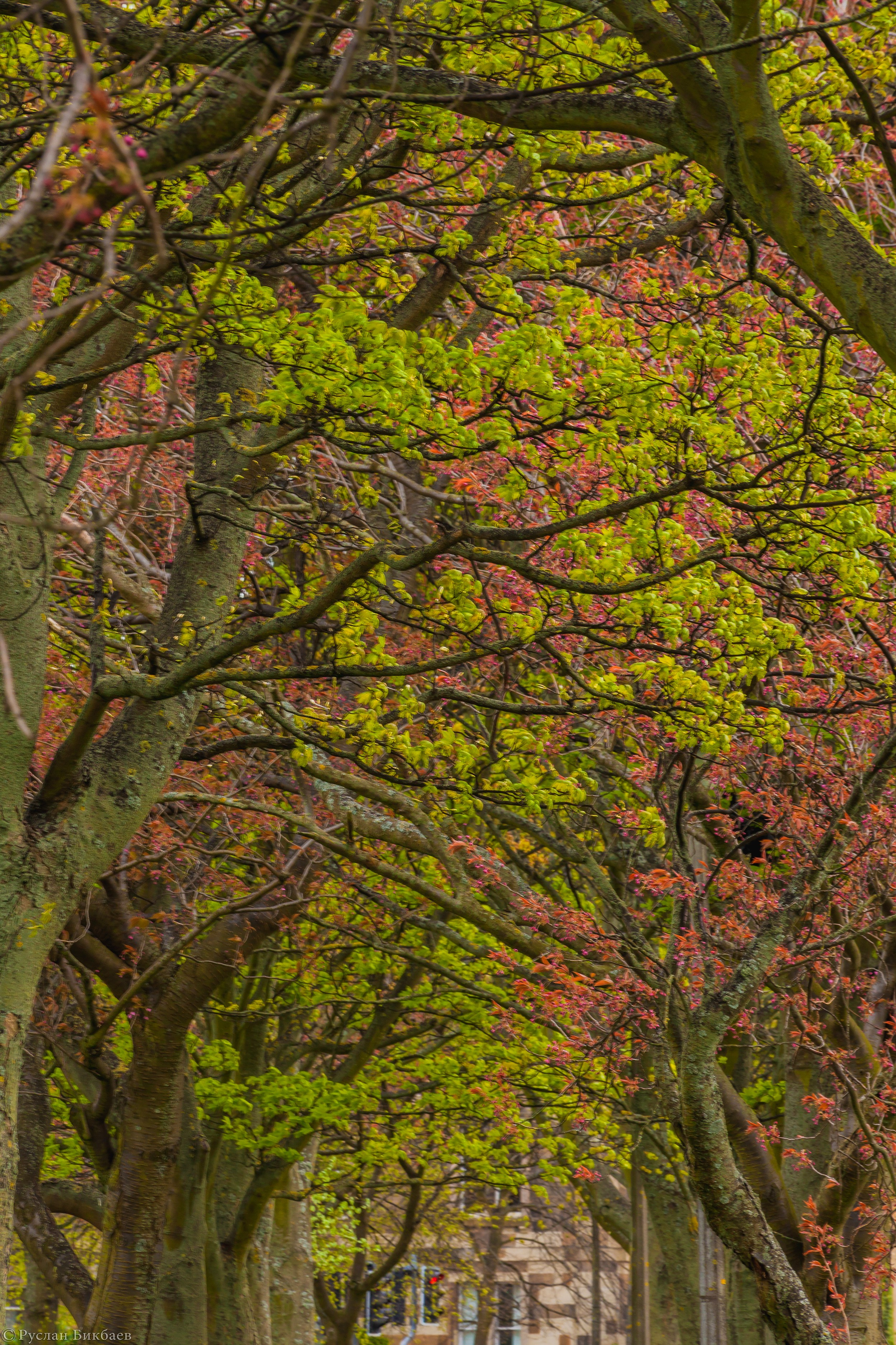ШОНТЛАДНИЯ / SCOTLAND. Главная