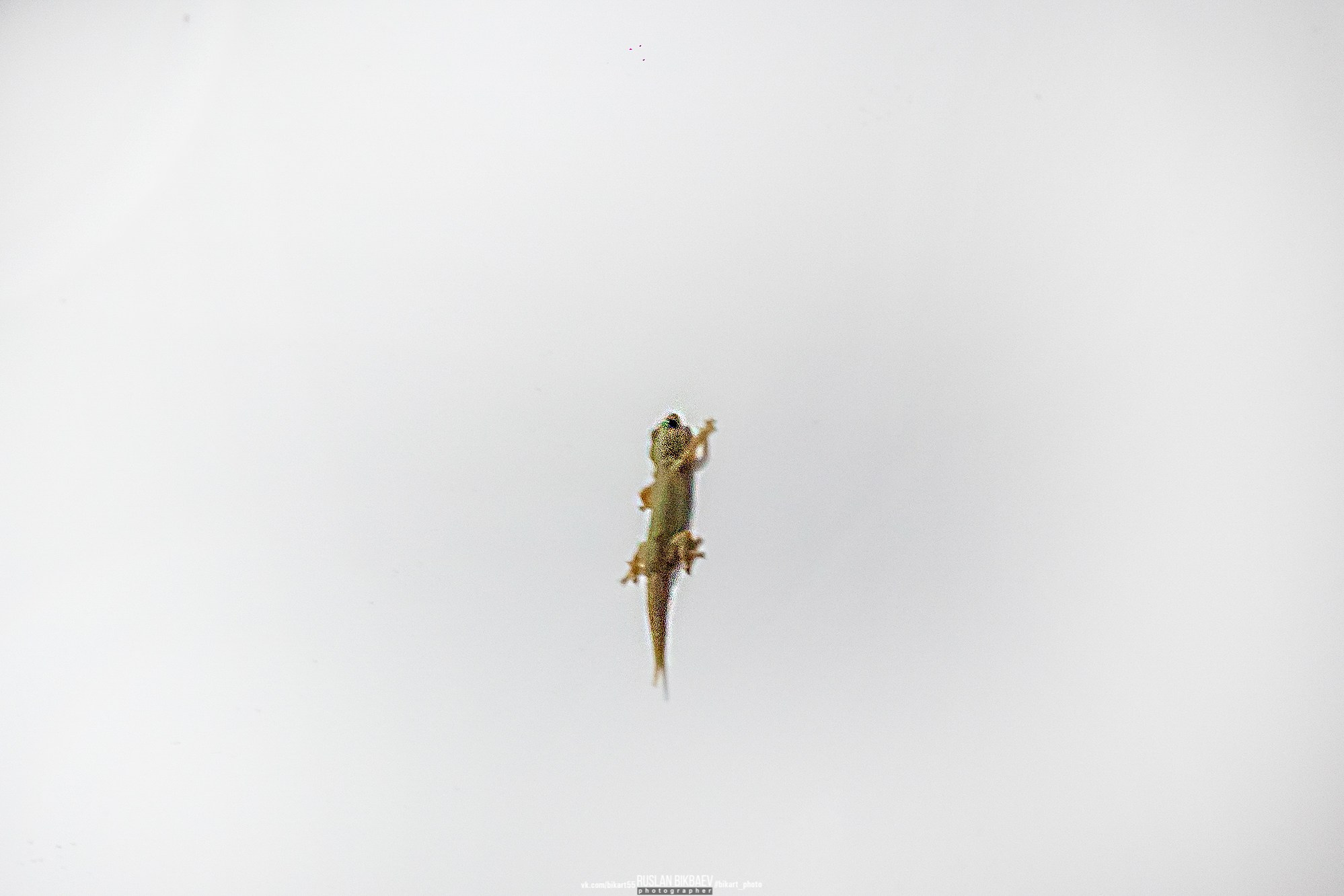 ШРИ-ЛАНКА 2025 / SRI LANKA 2025. Главная