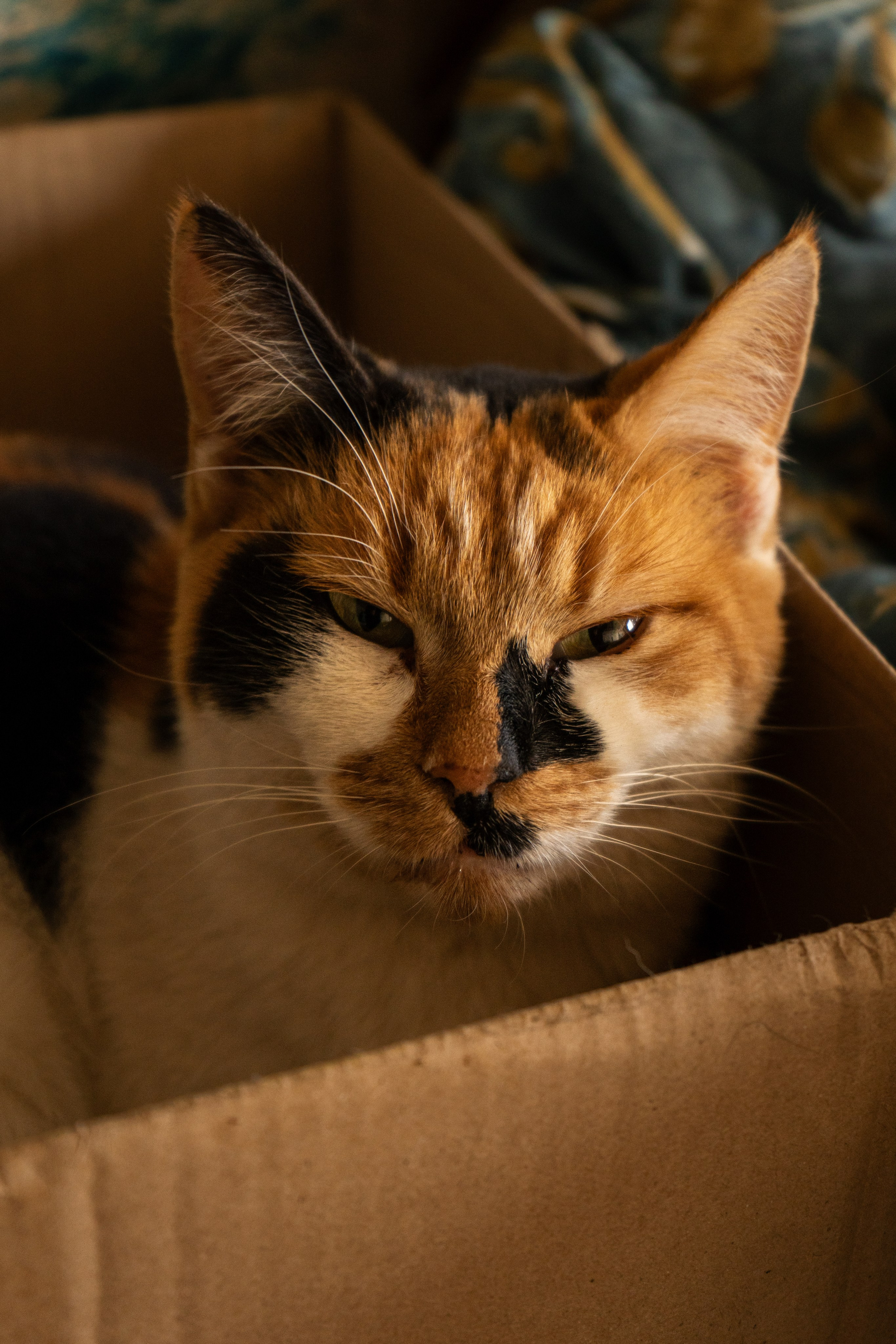 Pets. Makaroshkassirom — photographer in Minsk